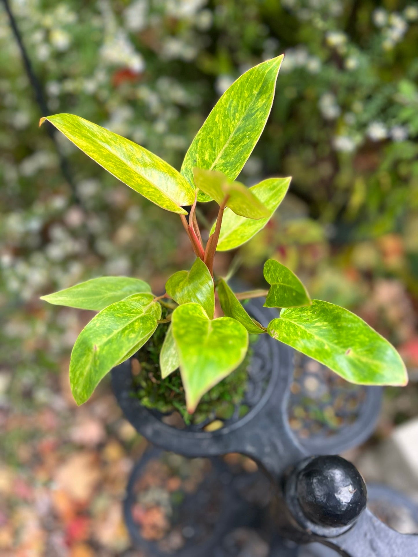 Philodendron Kokedama - Painted Lady