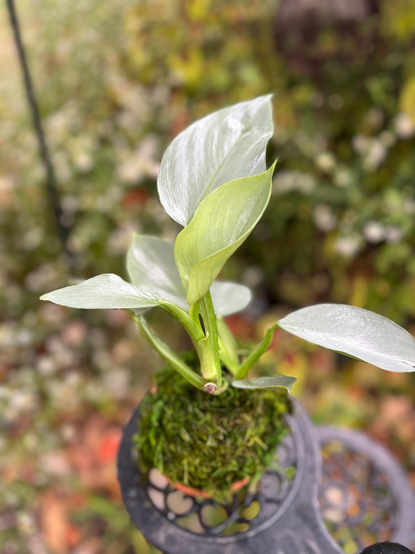 Philodendron Kokedama - Silver Sword