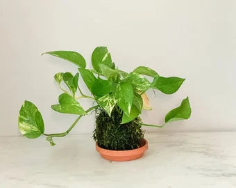 Pothos Golden Kokedama