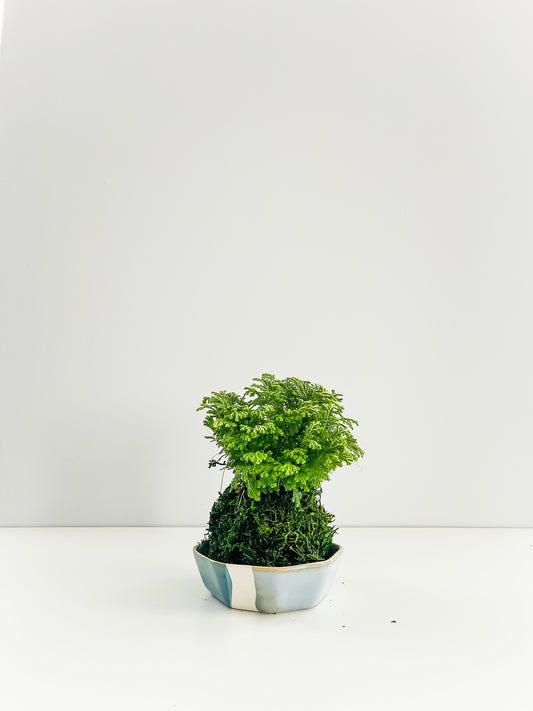 PREORDER - Frosty Fern Kokedama