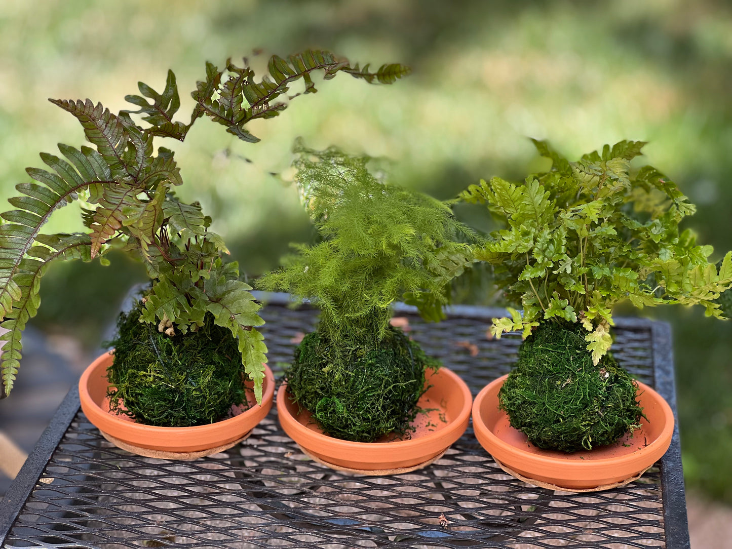 Mini Kokedamas (Ferns, 3 per order)