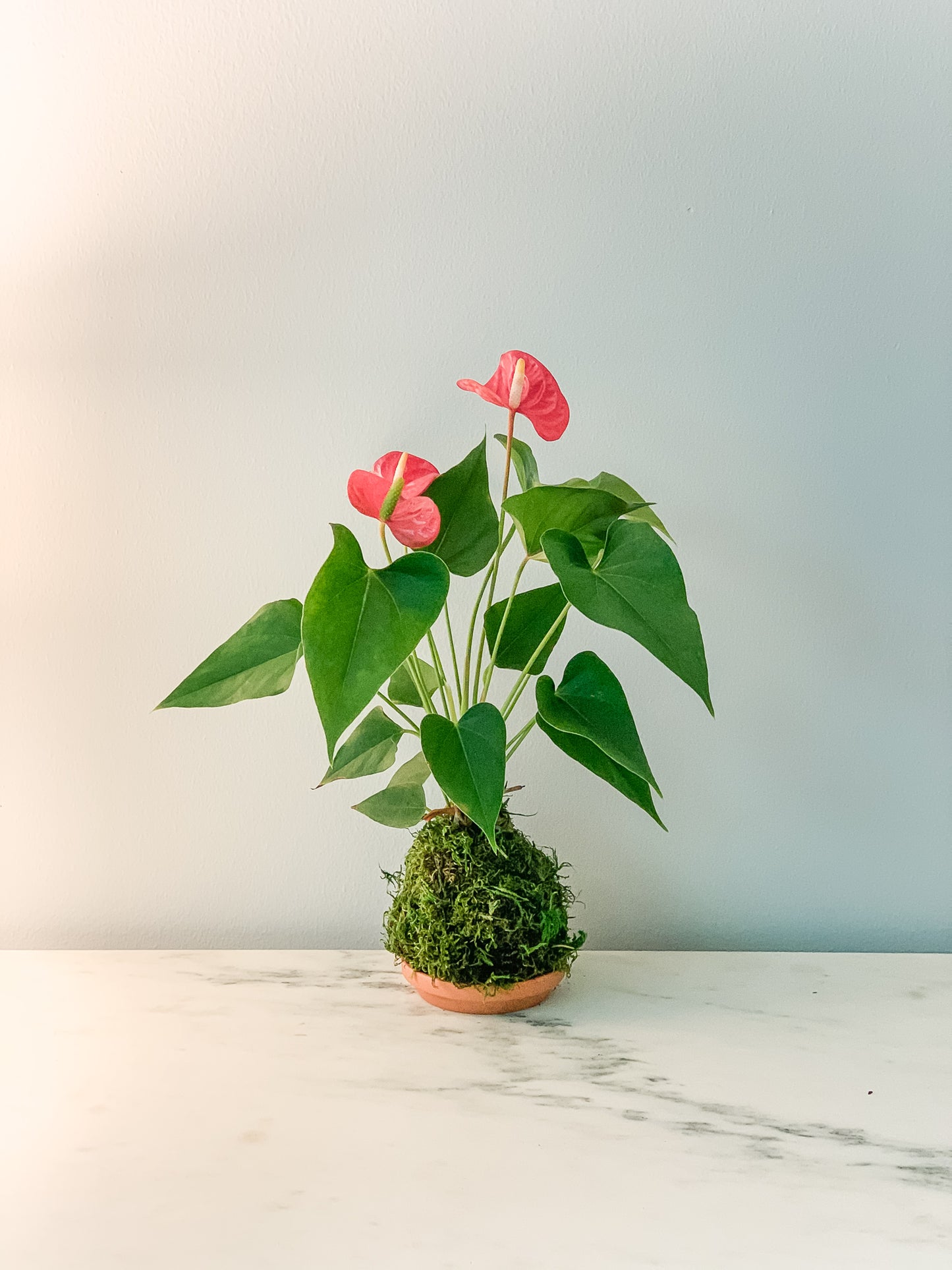 Anthurium Kokedama - Red or Pink