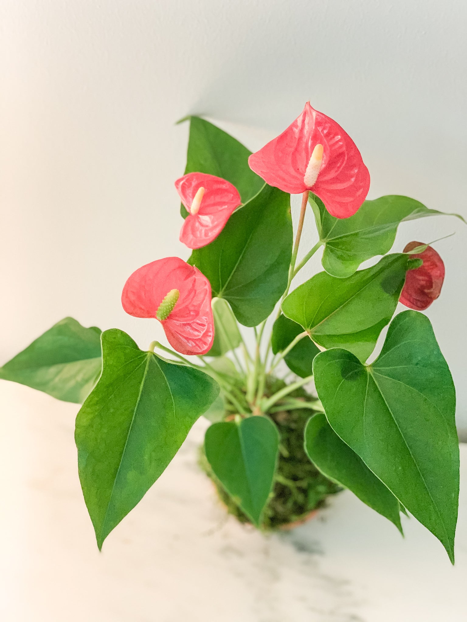 anthurium kokedama care Anthurium Kokedama (Red) Moss Ball Product – White Stable Farms