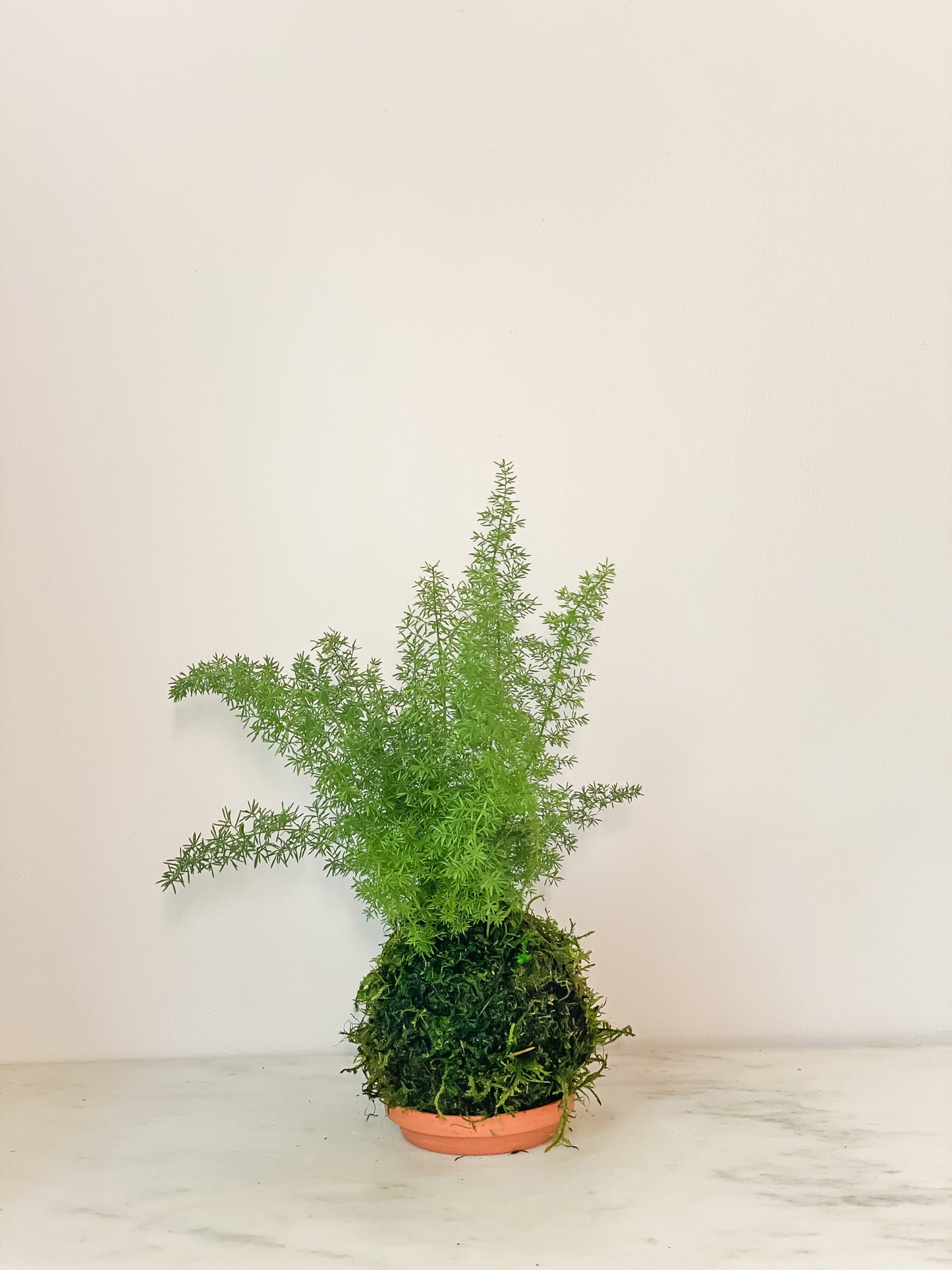 Fern Asparagus Kokedama