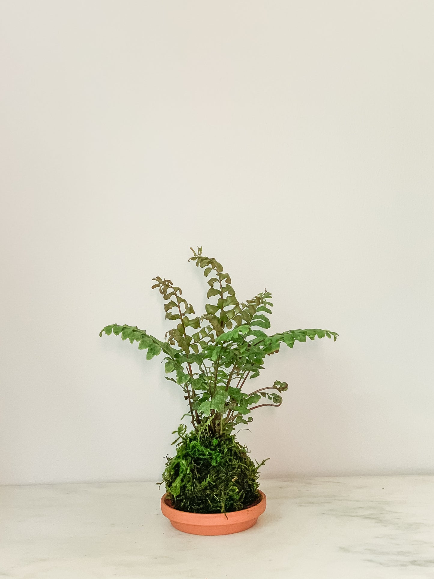Fern Autumn Kokedama