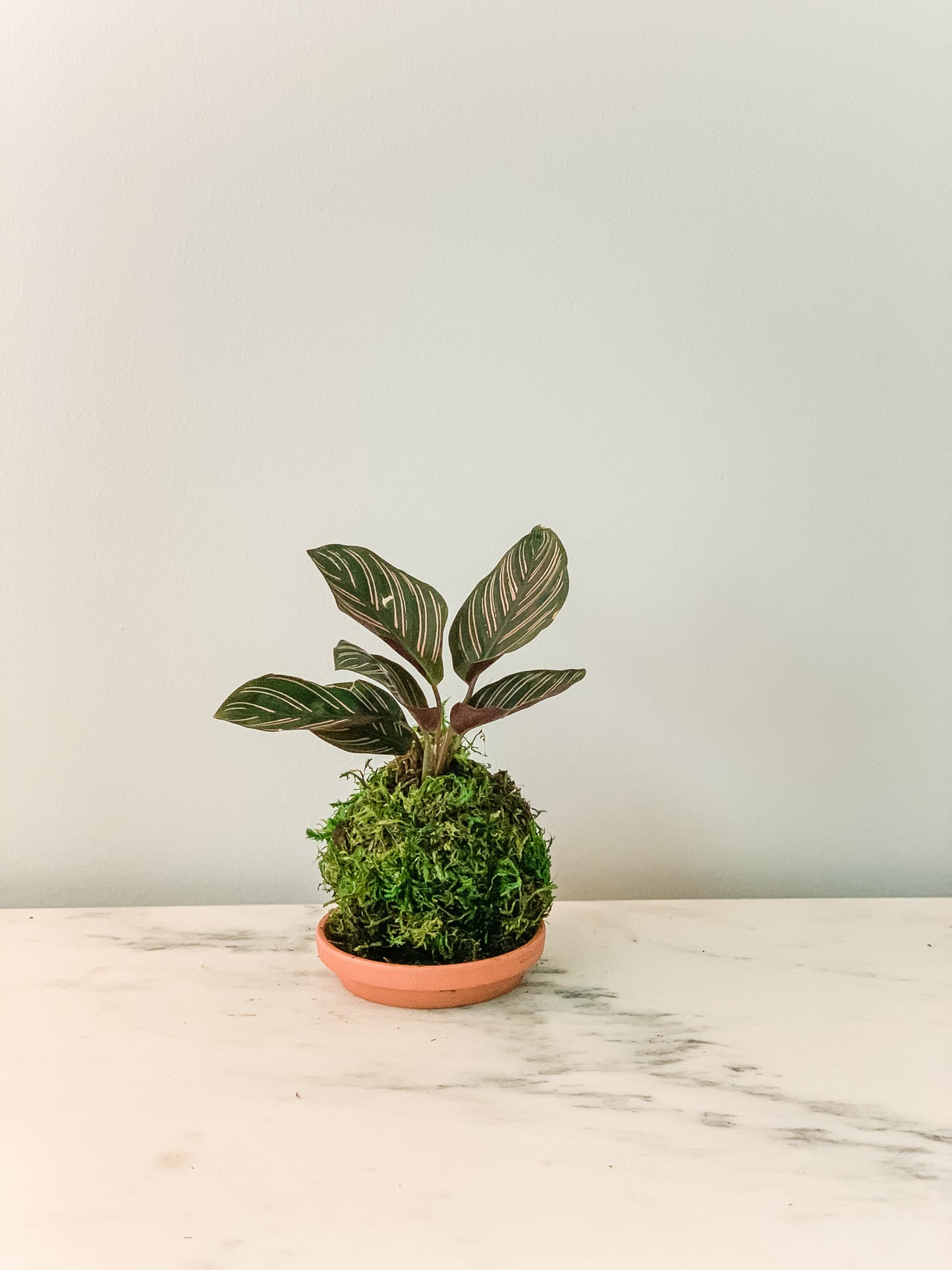 Calathea Pinstripe Kokedama