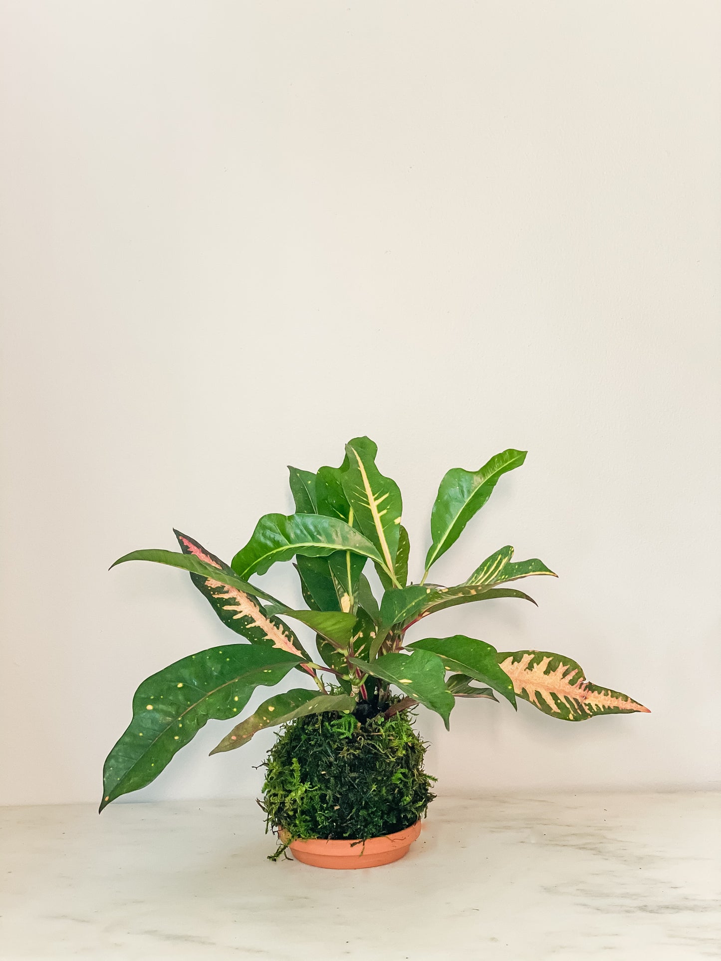 Croton Kokedama
