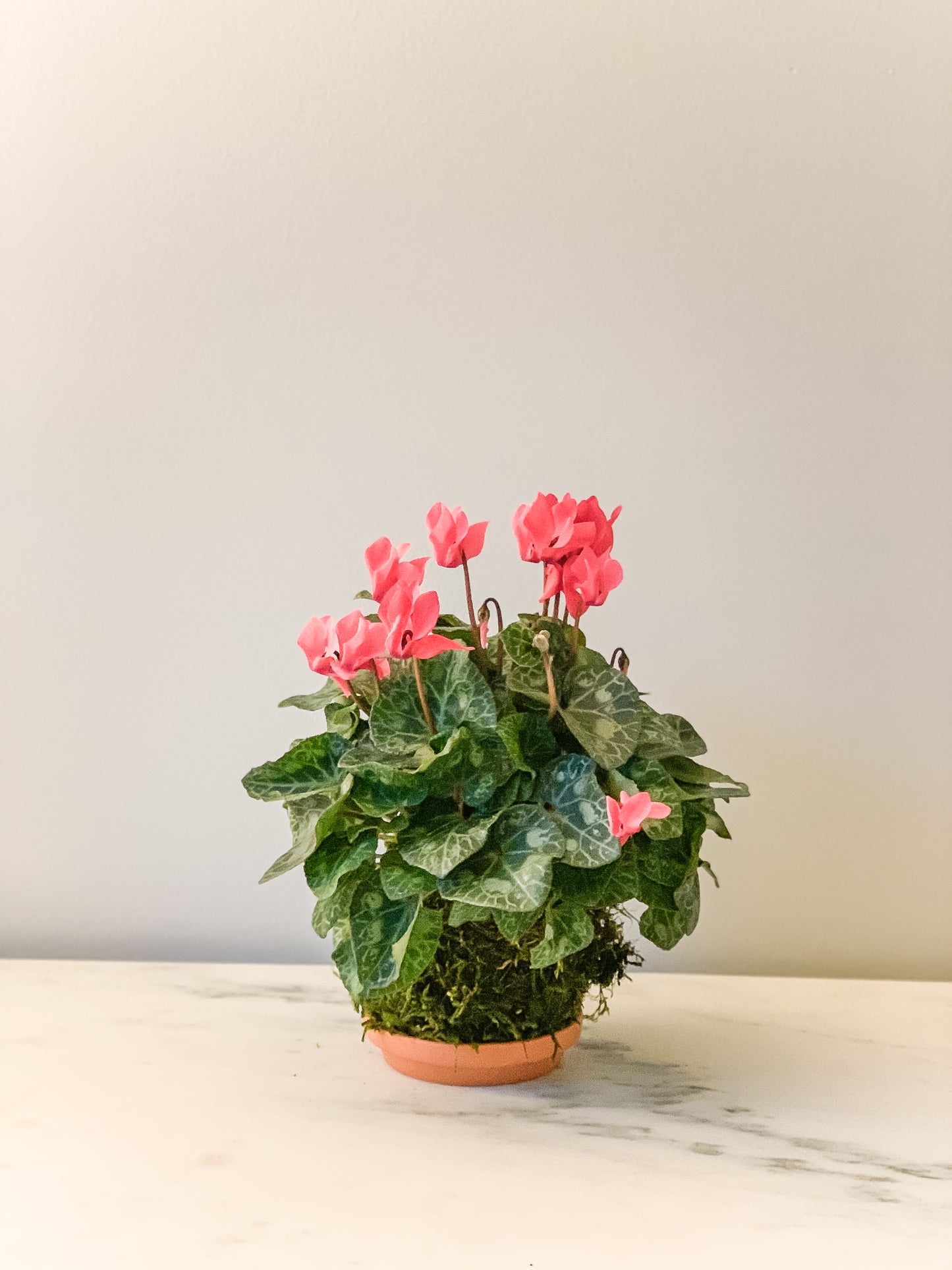 PREORDER - Cyclamen Kokedama (Local orders only / will not ship)