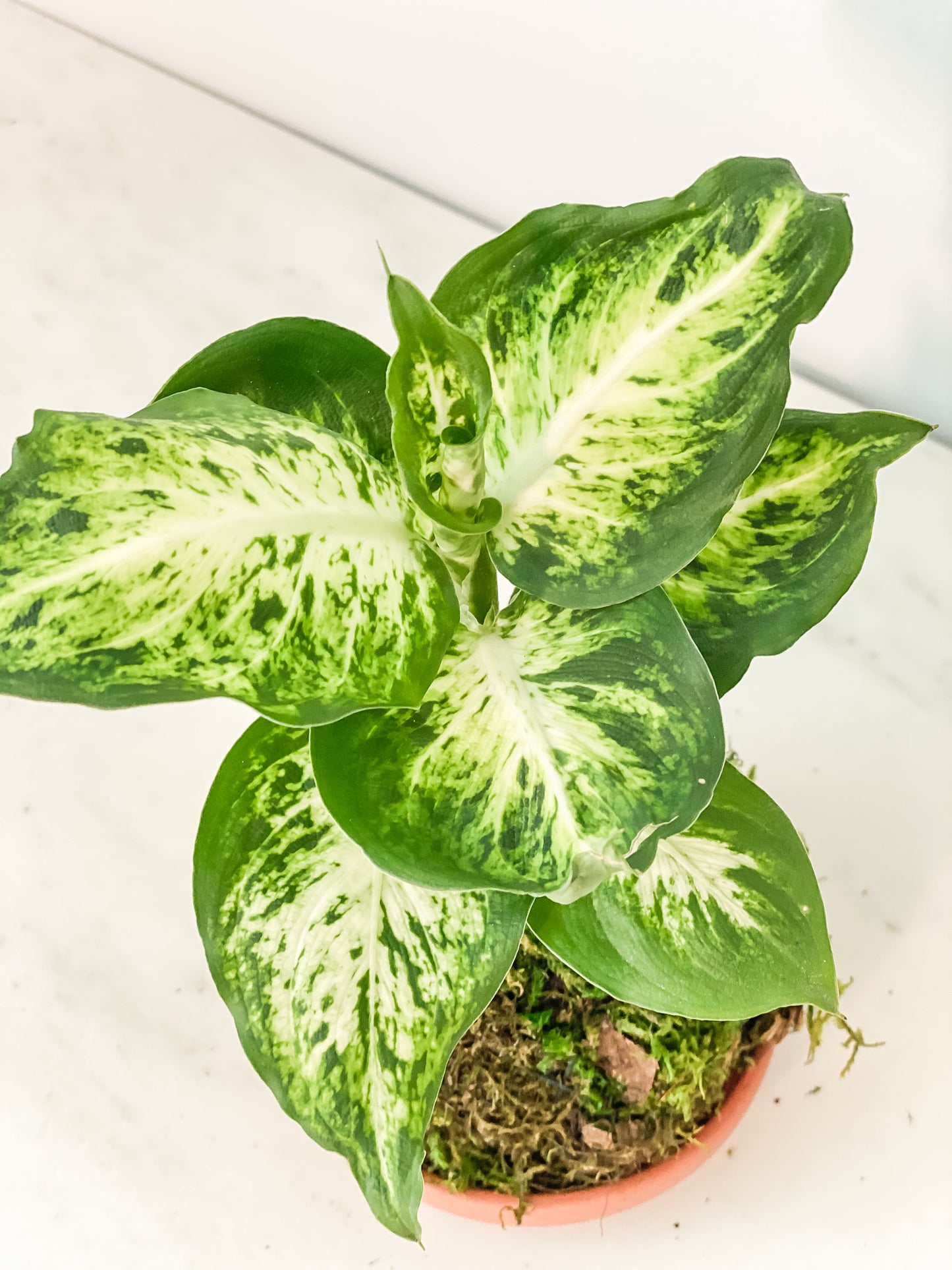 Diffenbachia Kokedama