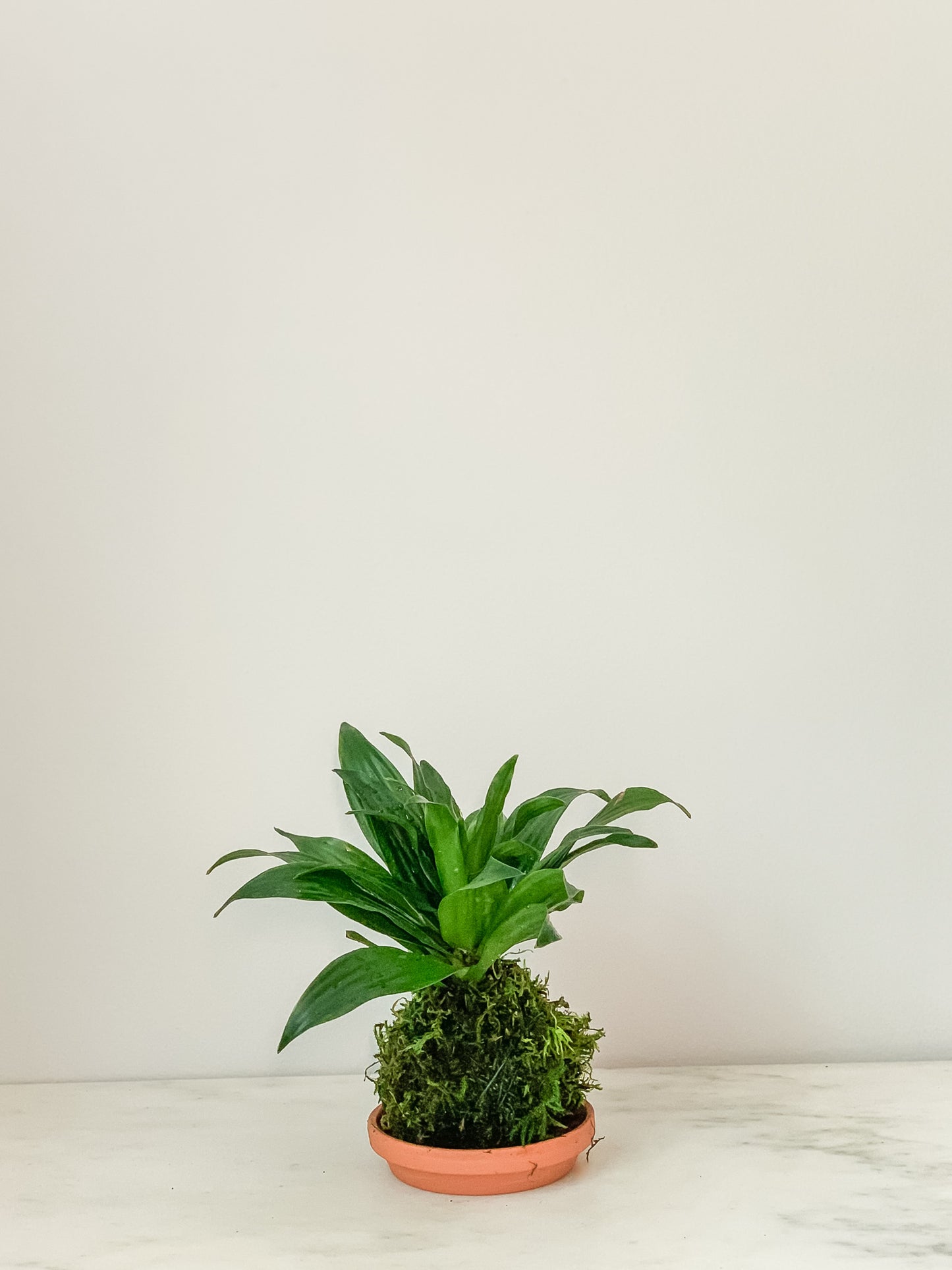 Dracaena Compacta Kokedama