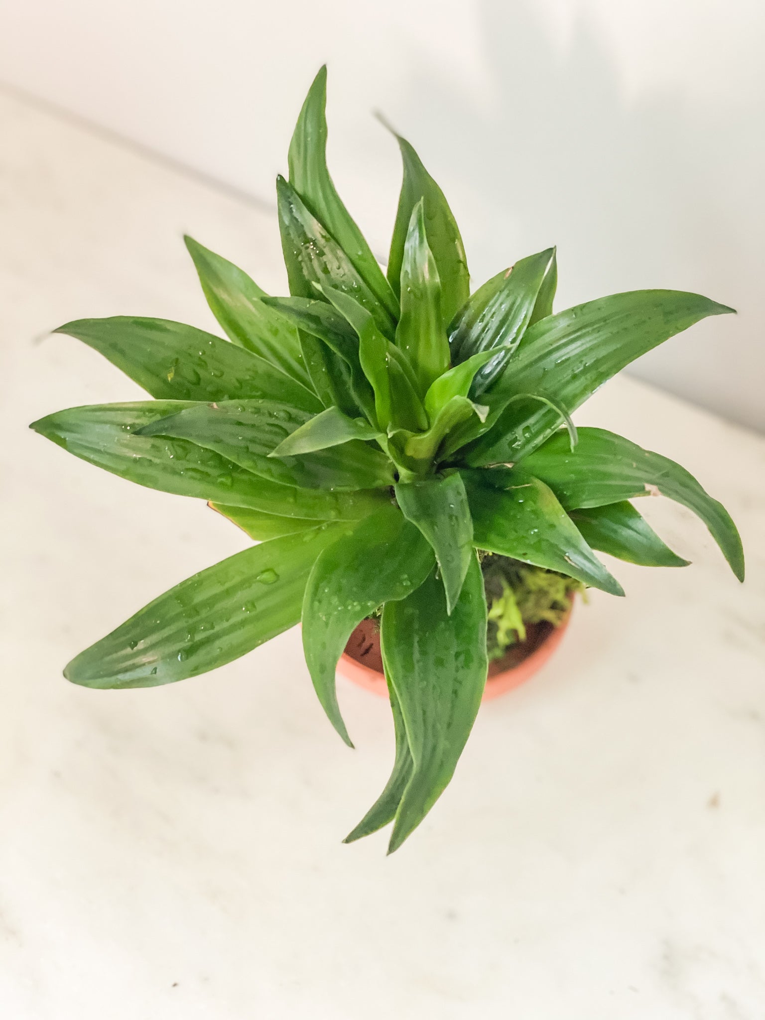 dracaena kokedama Dracaena Compacta Kokedama