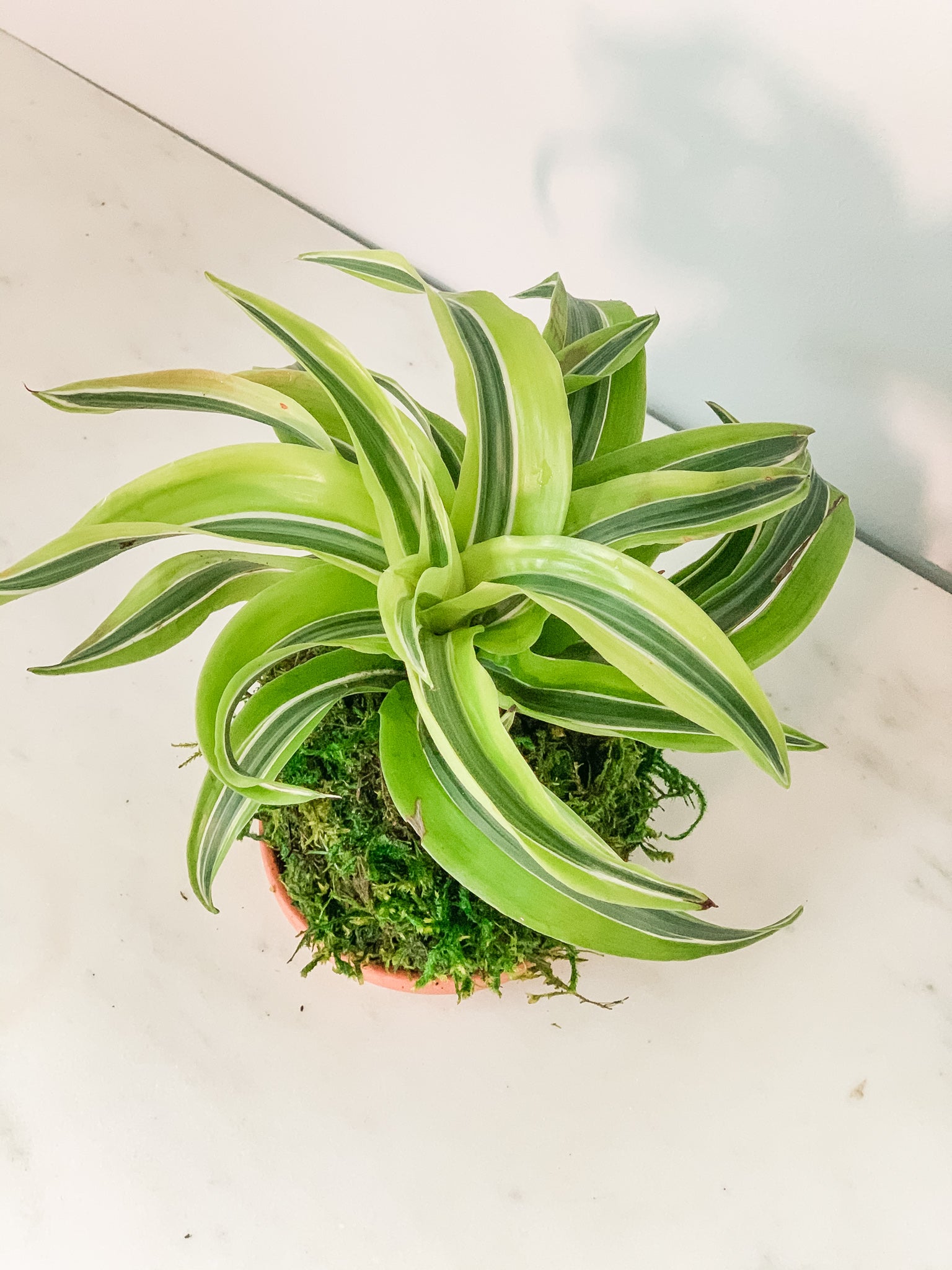 dracaena kokedama Dracaena Lemon Lime Kokedama