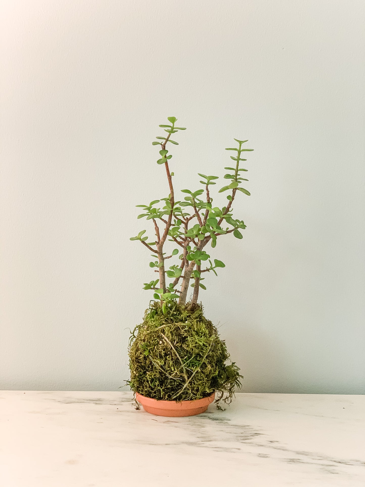Elephant Bush Green Kokedama