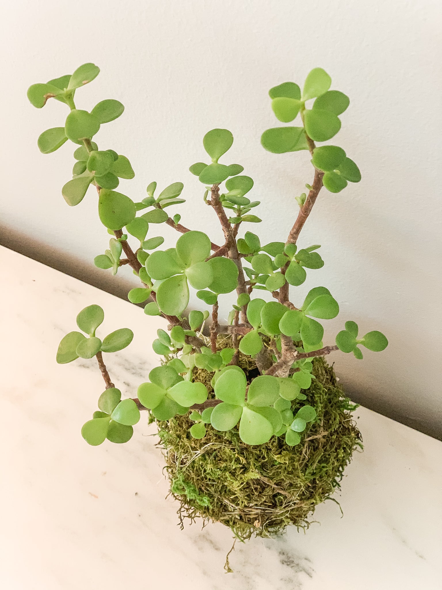 Kokedama Pilea peperomioides