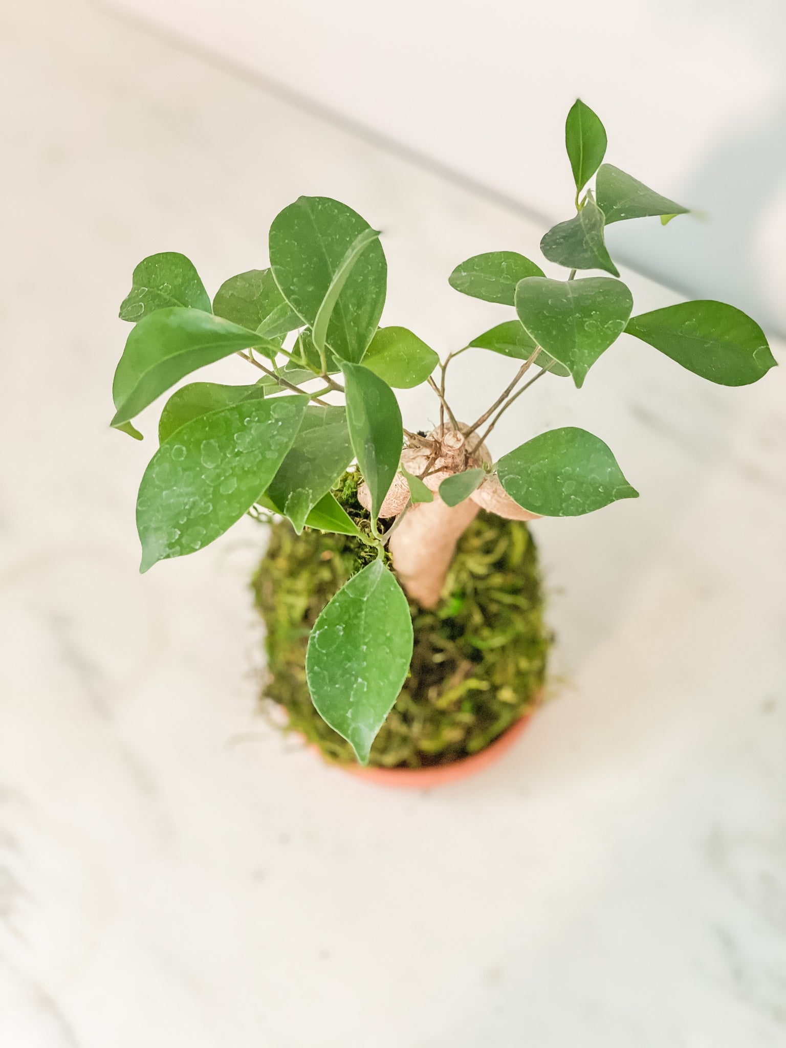 bonsai tree moss ball Ficus Bonsai Kokedama Moss Ball Product – White Stable Farms