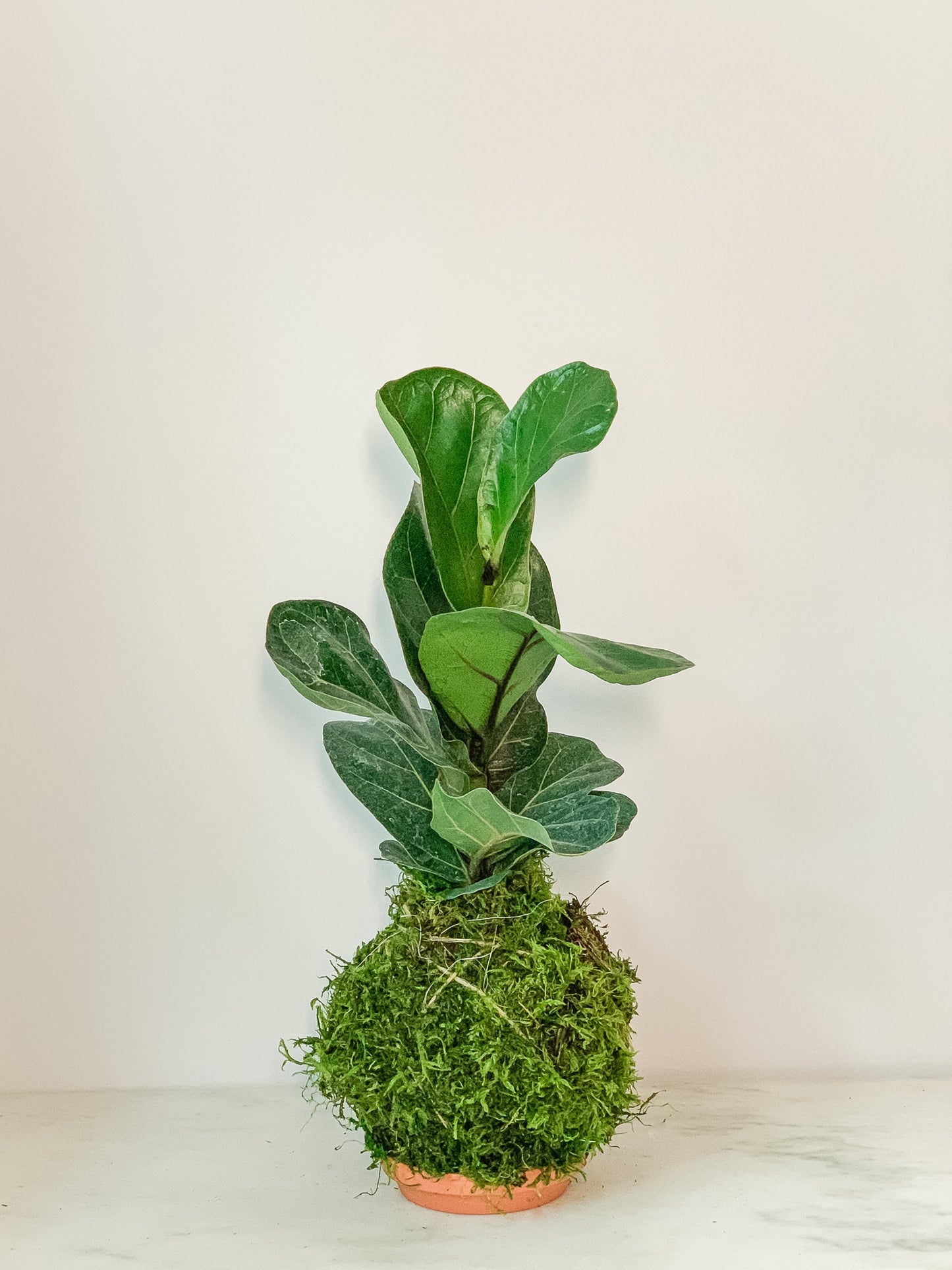Fiddle Leaf Fig Kokedama
