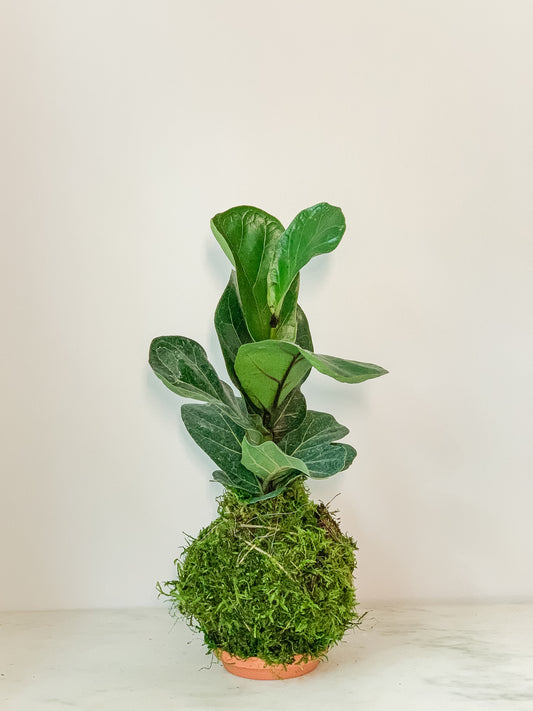 Fiddle Leaf Fig Kokedama