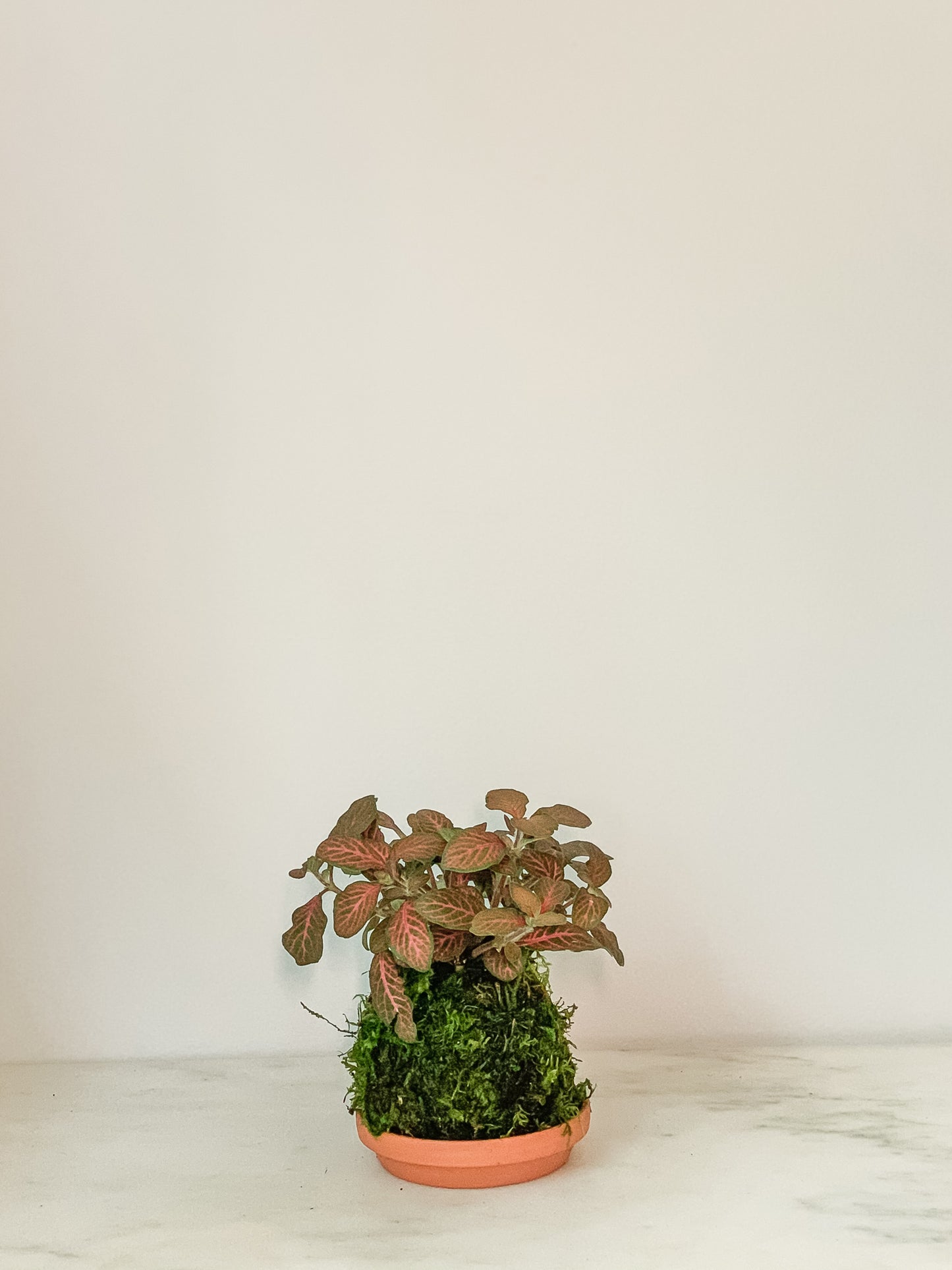 Fittonia Kokedama
