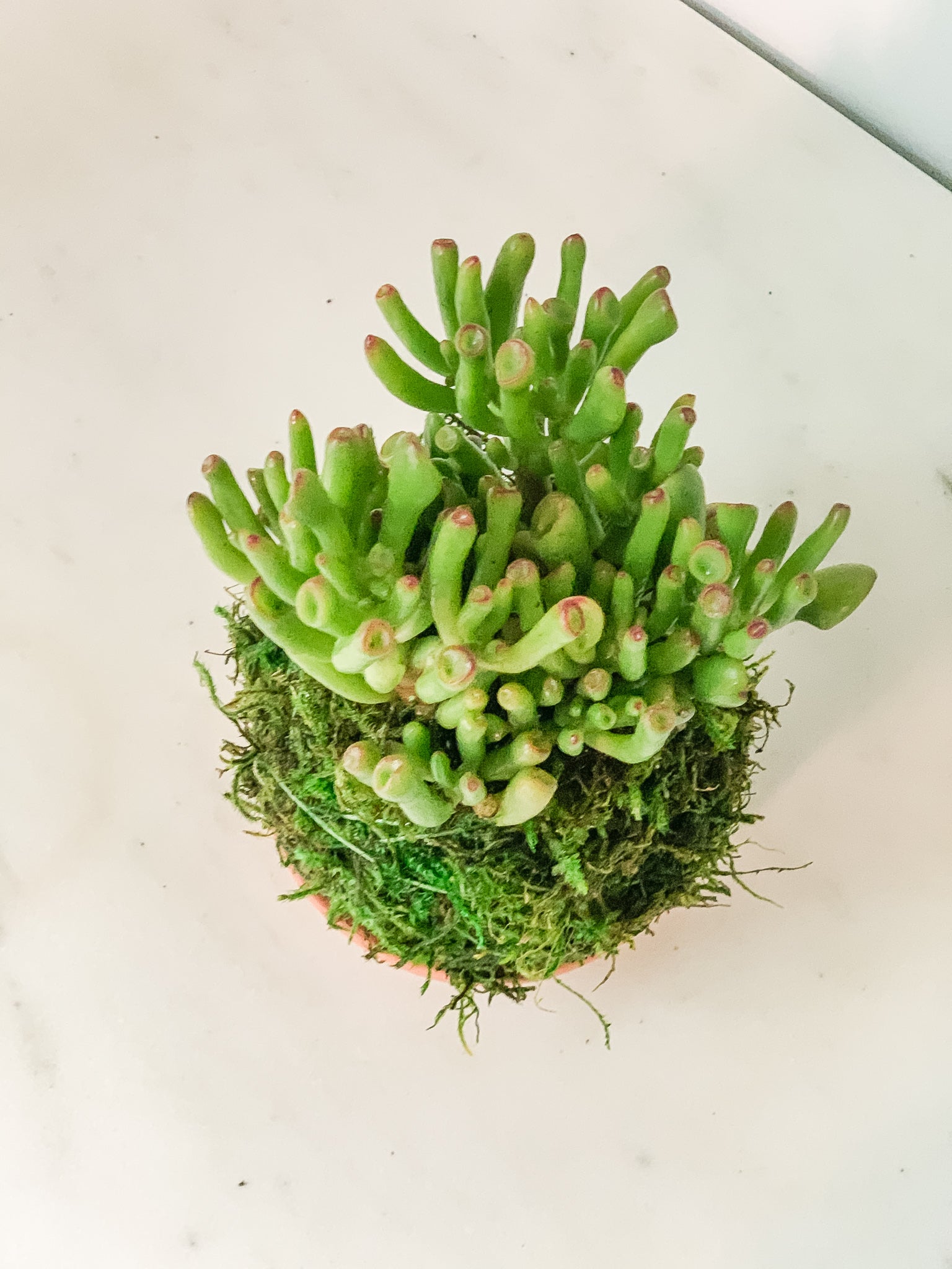 kokedama jade plant Jade Gollum Kokedama Moss Ball Product – White Stable Farms