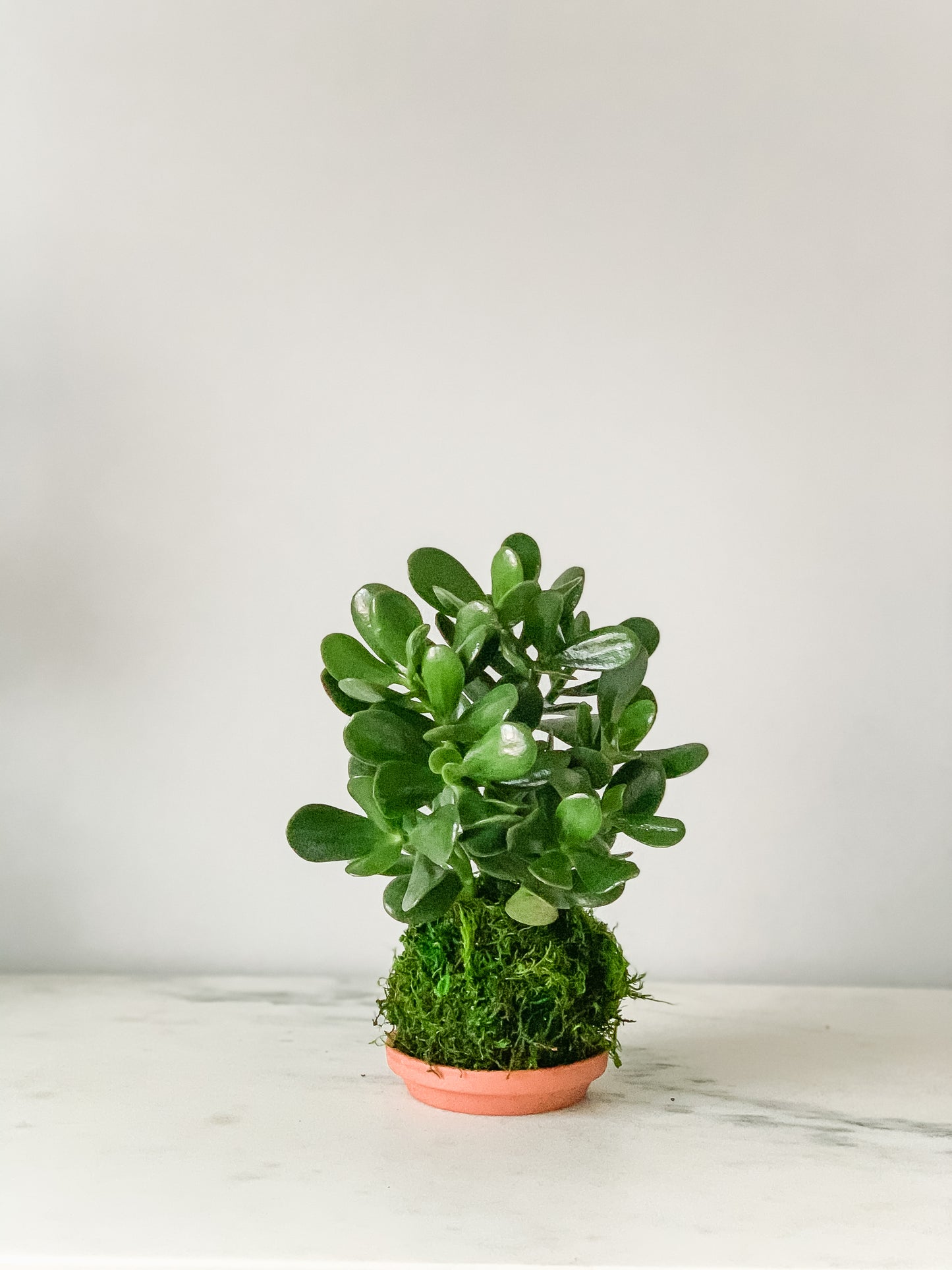 Jade Kokedama