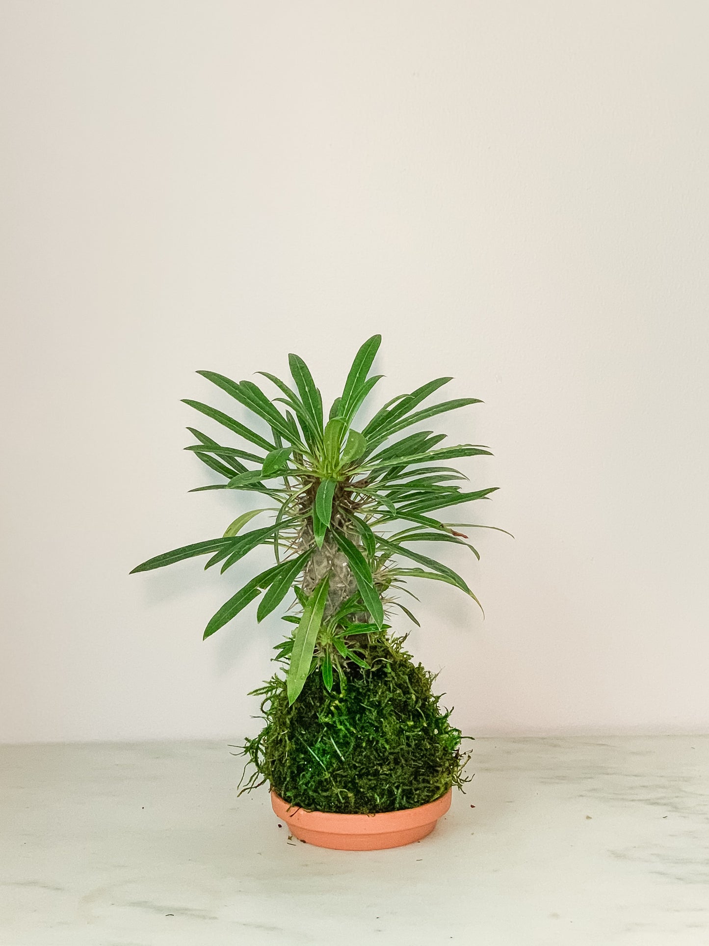 Madagascar Palm Kokedama