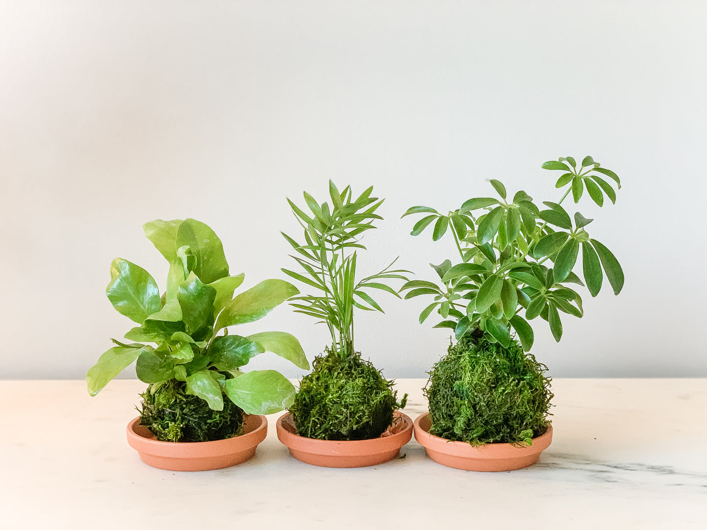 Mini Kokedamas (Foliage, 3 per order)