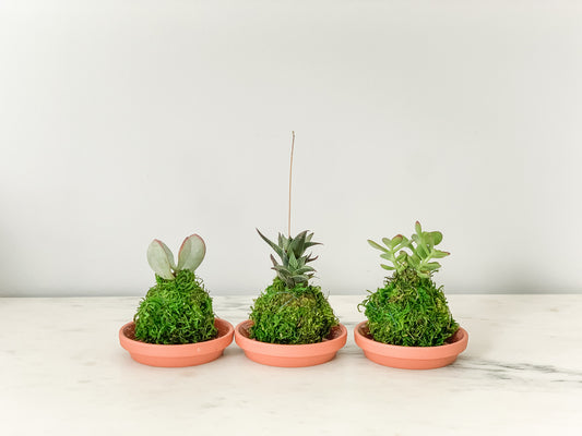 Mini Kokedamas (Succulents, 3 per order)