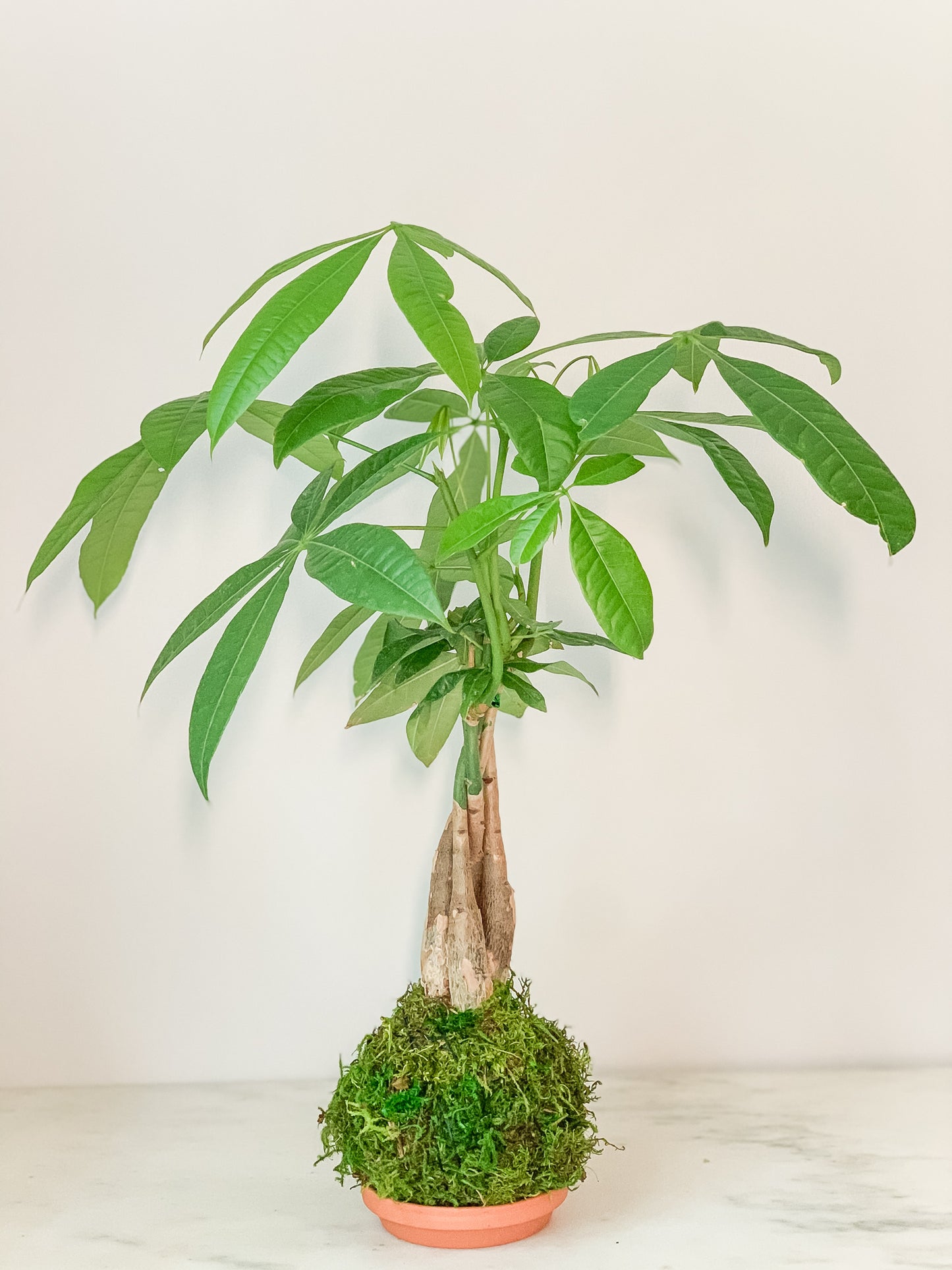 Money Tree Braid Kokedama