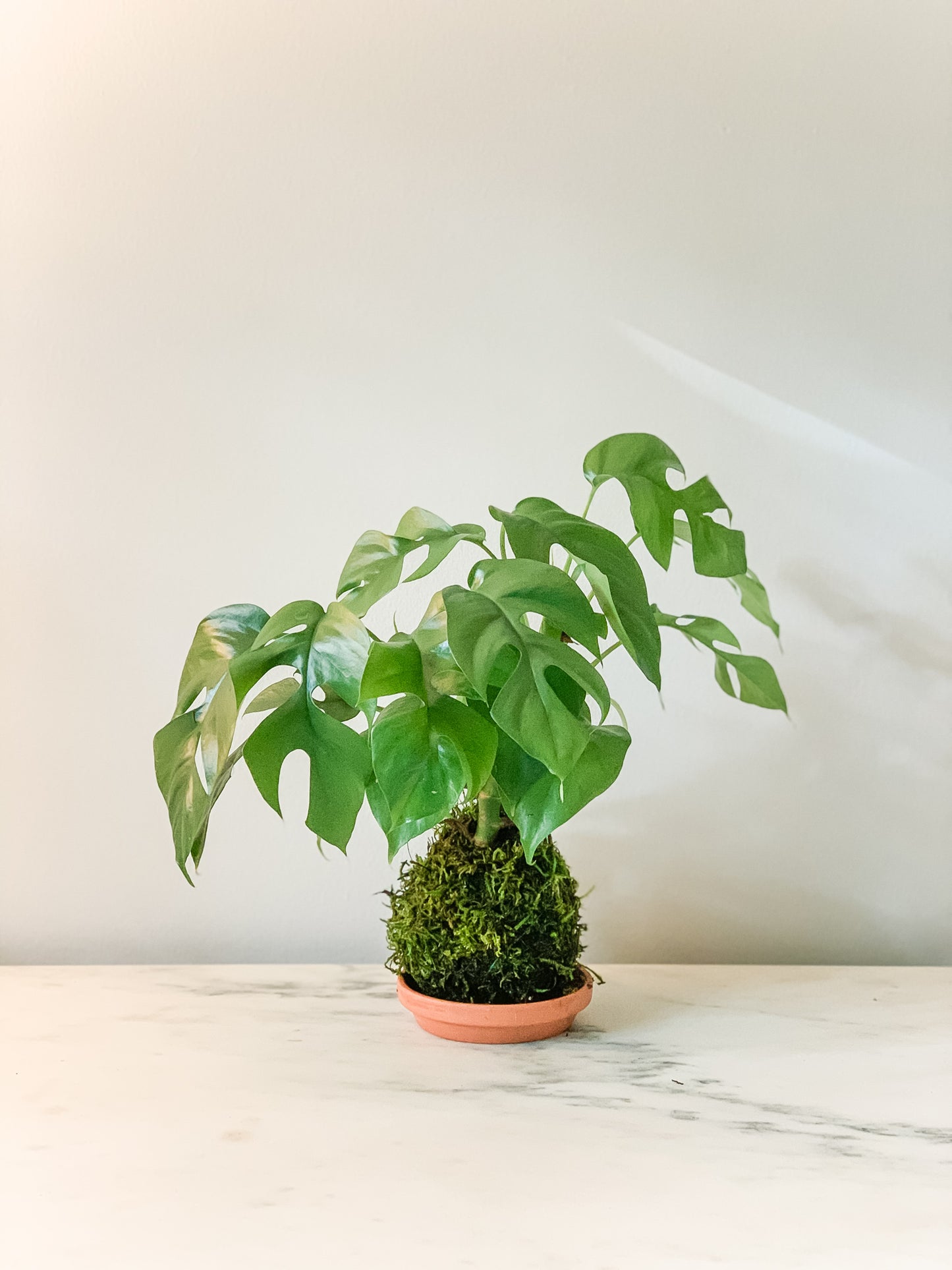 Philo Monstera Kokedama