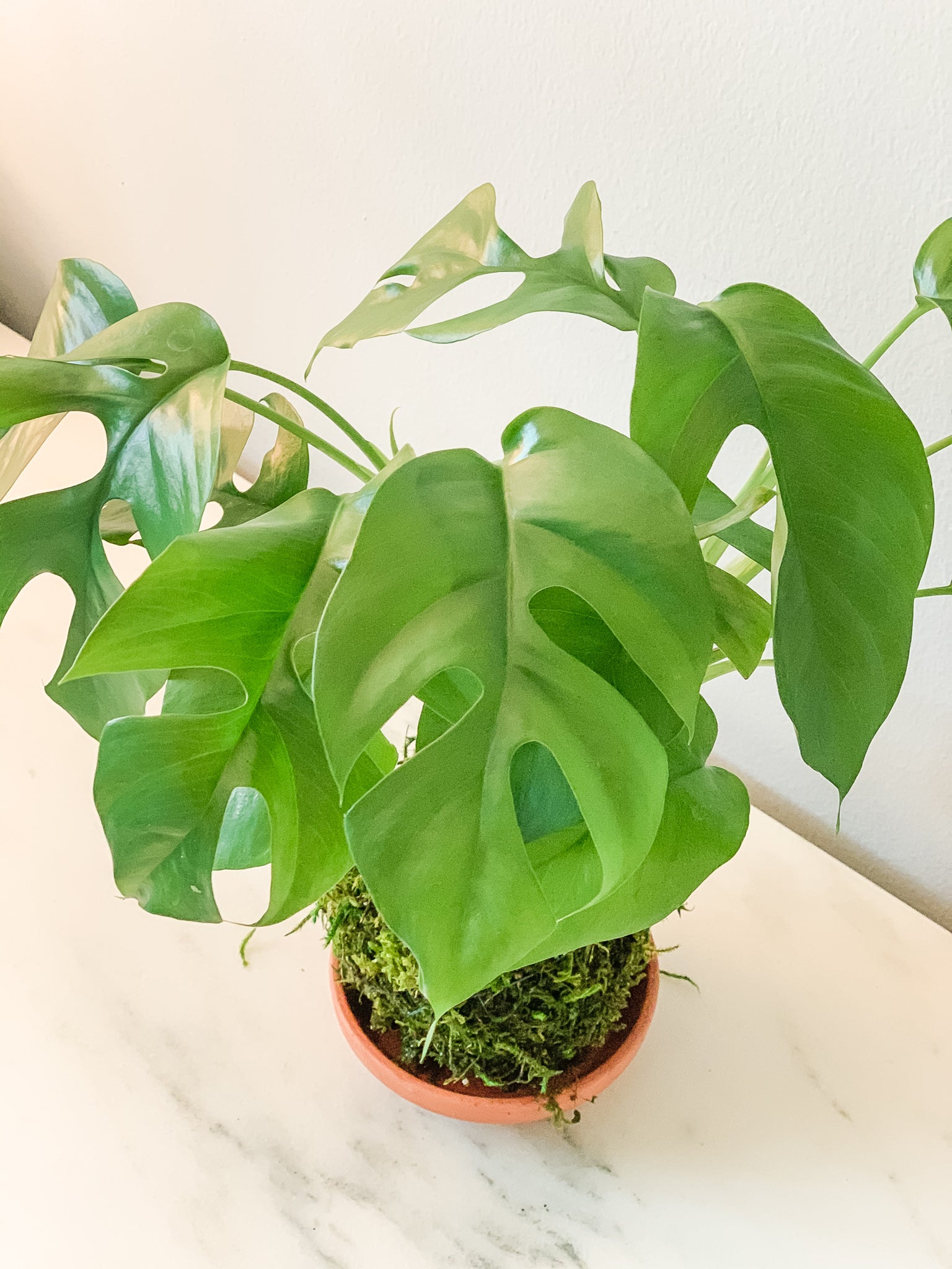 white moss on indoor plants Monstera Kokedama Moss Ball Product – White Stable Farms