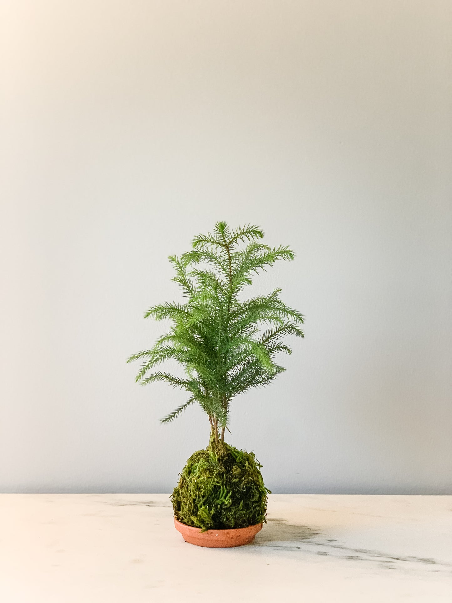 Norfolk Pine