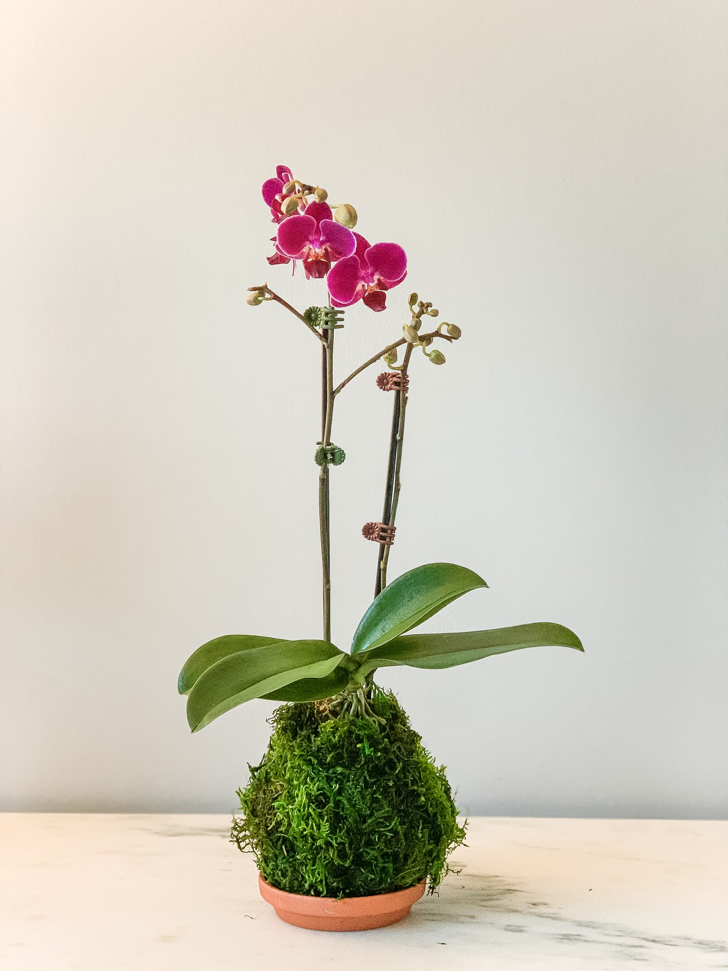 Orchid Kokedama (Pink/Purple)