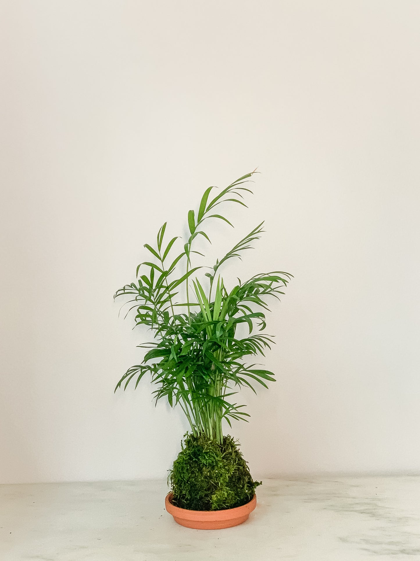 Parlor Palm Kokedama
