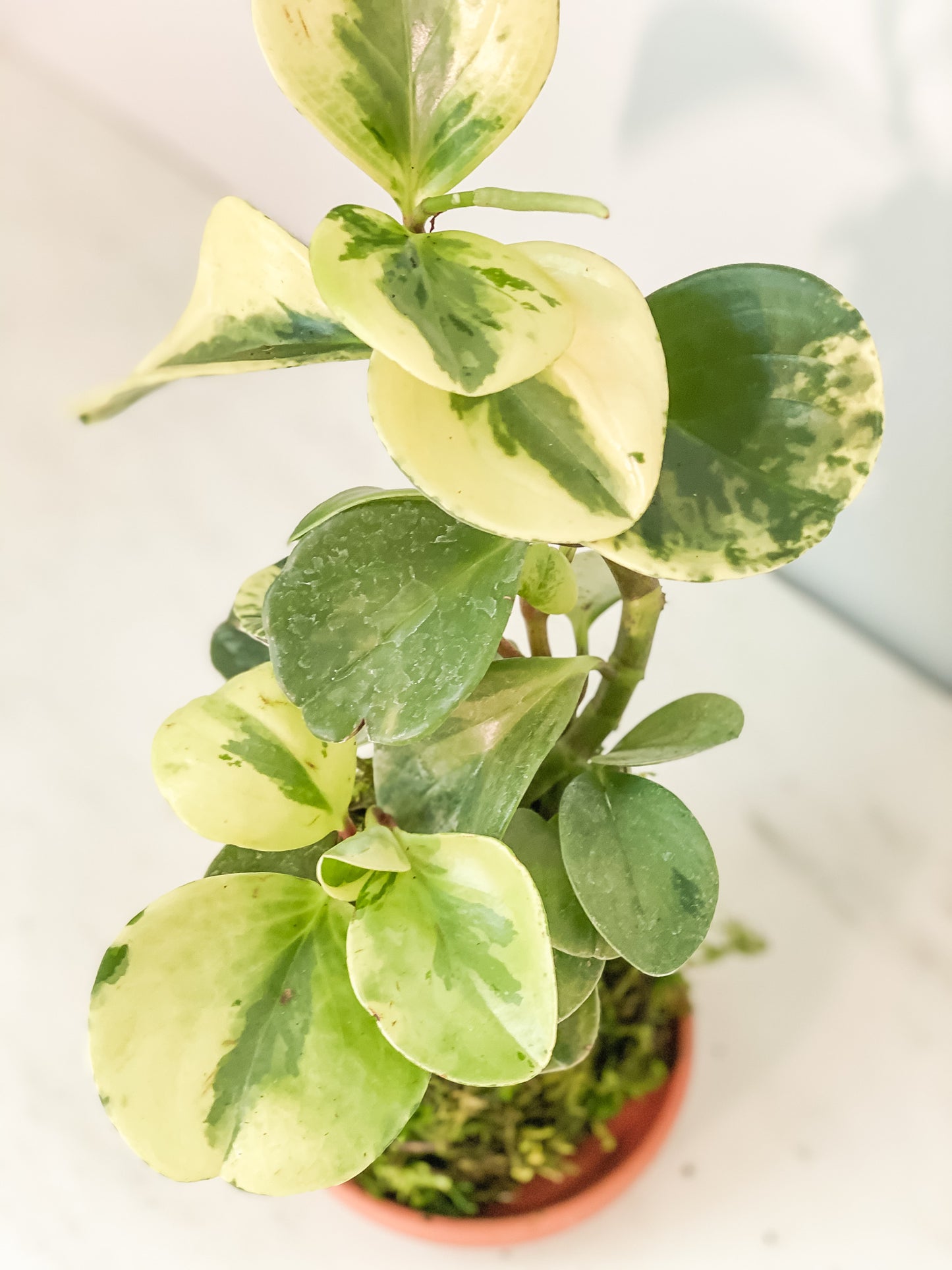 Pepermomia Marble Kokedama