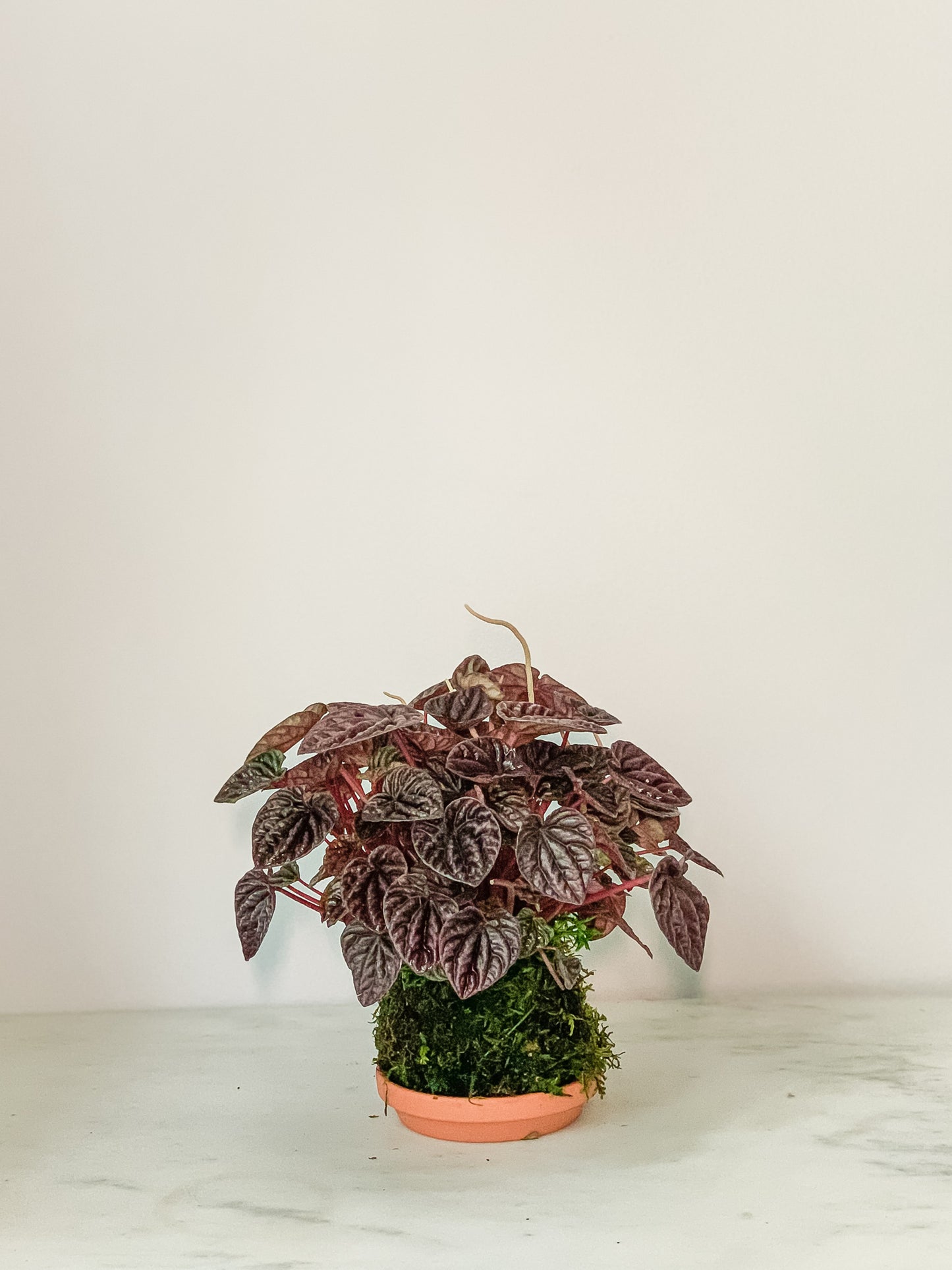 Peperomia Red Ripple Kokedama