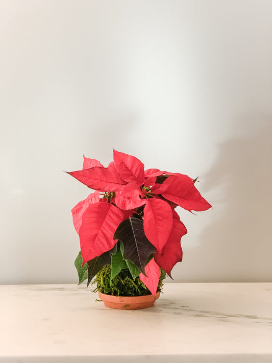 PREORDER - Poinsettia Kokedama (Local orders only / will not ship)