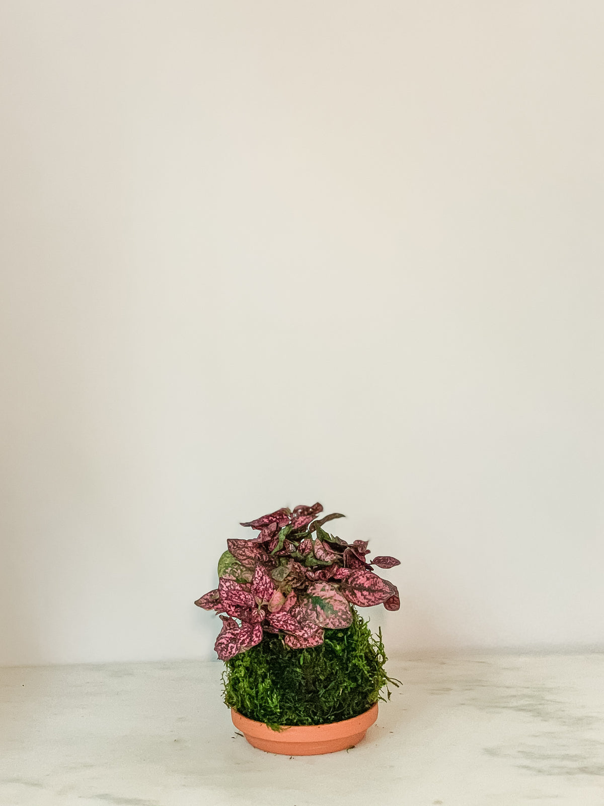 Polka Dot Kokedama