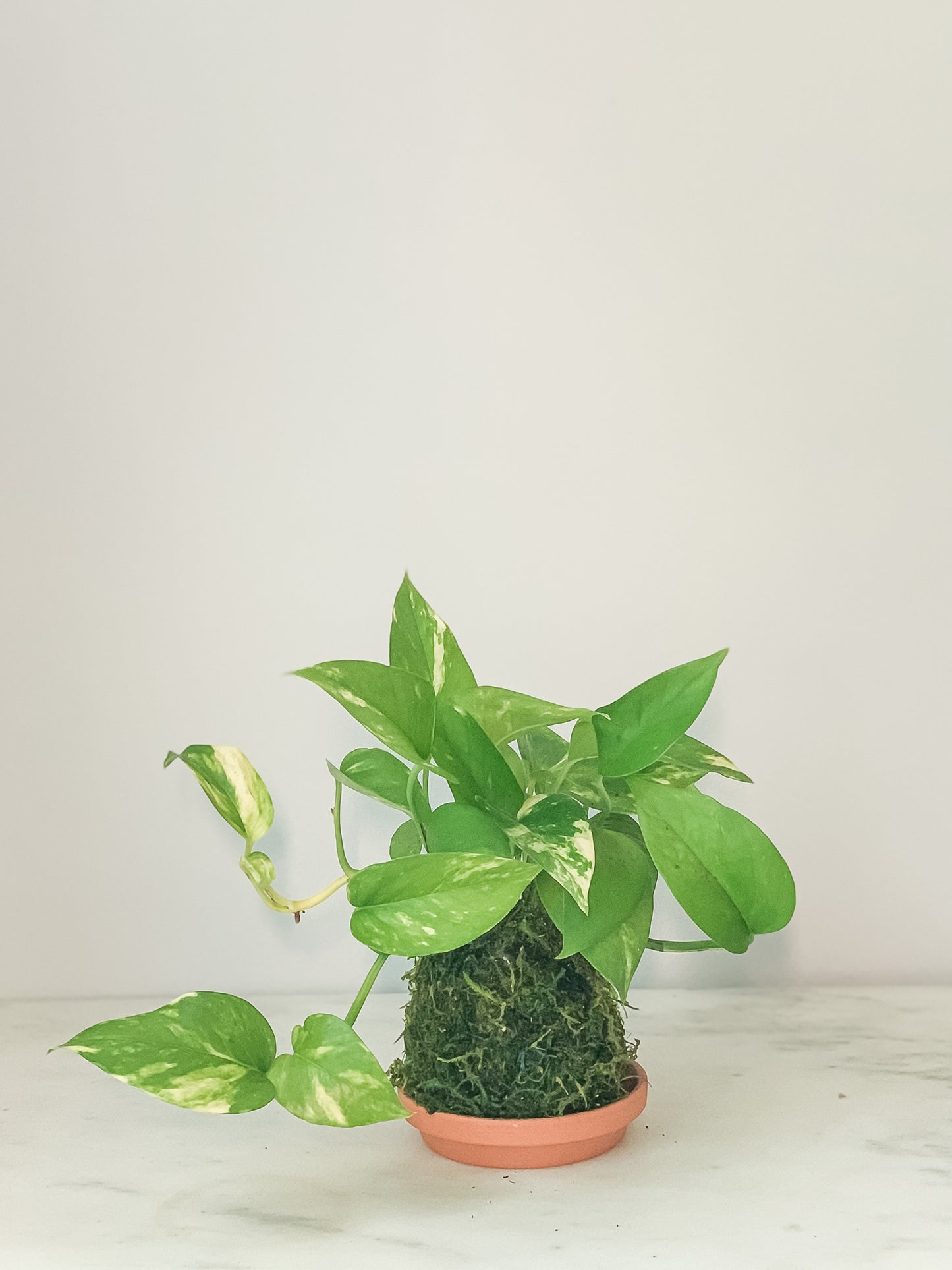Pothos Marble Kokedama