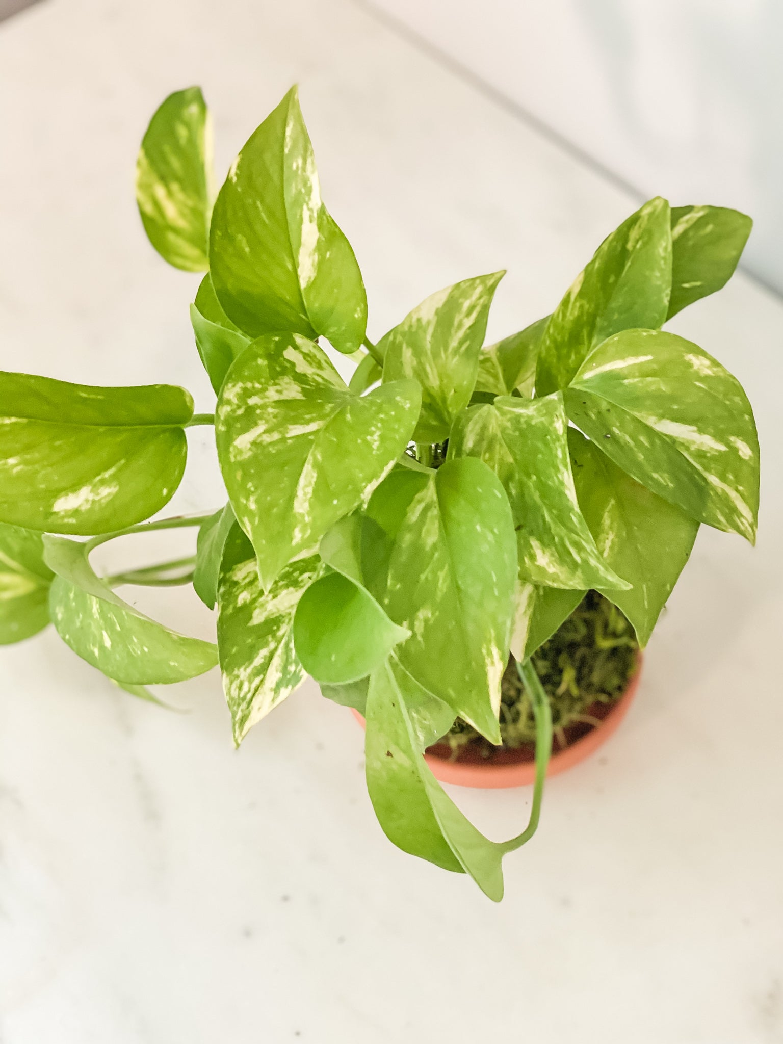 pothos kokedama Pothos Marble Kokedama