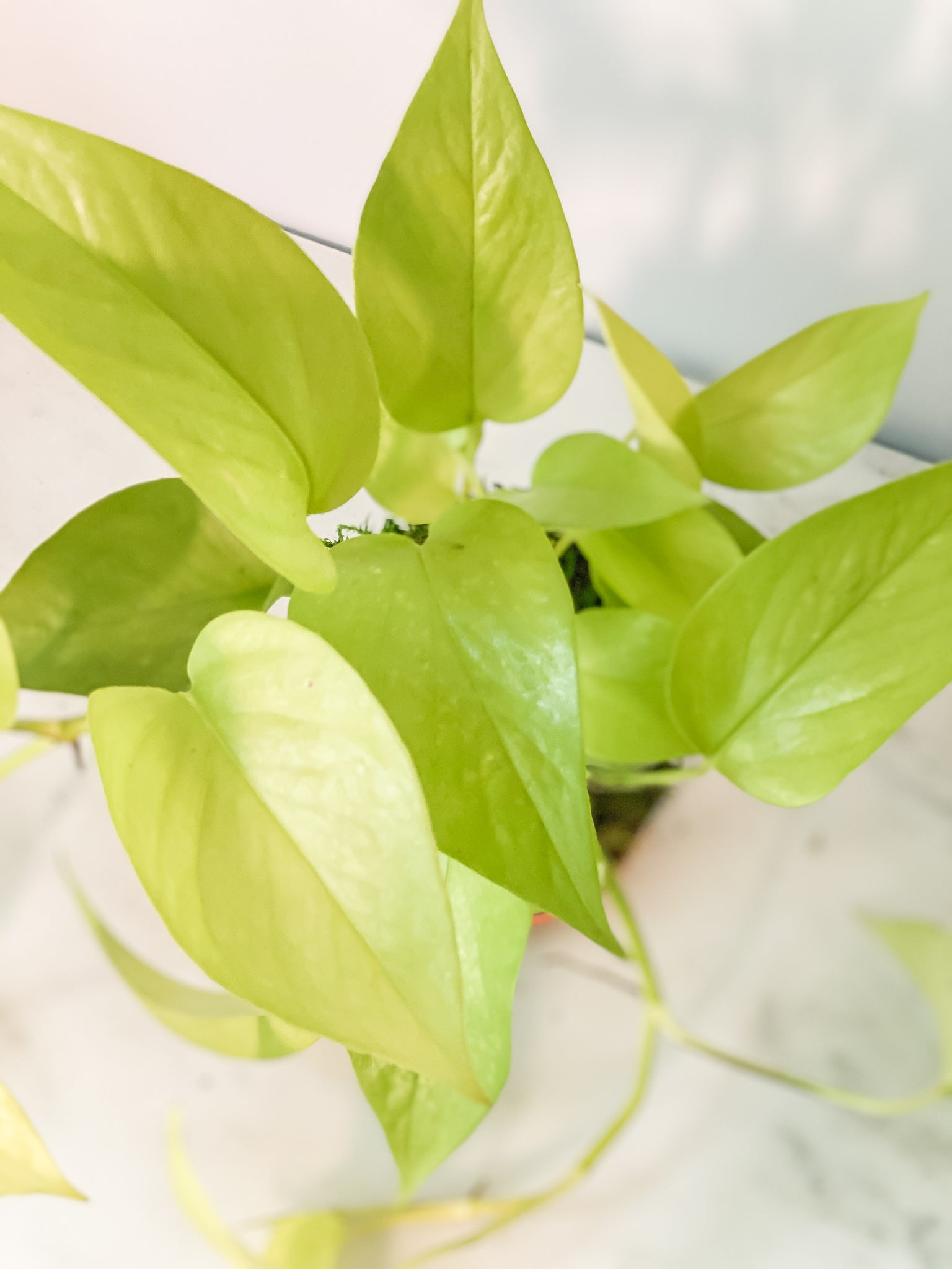 kokedama pothos Pothos Neon Kokedama