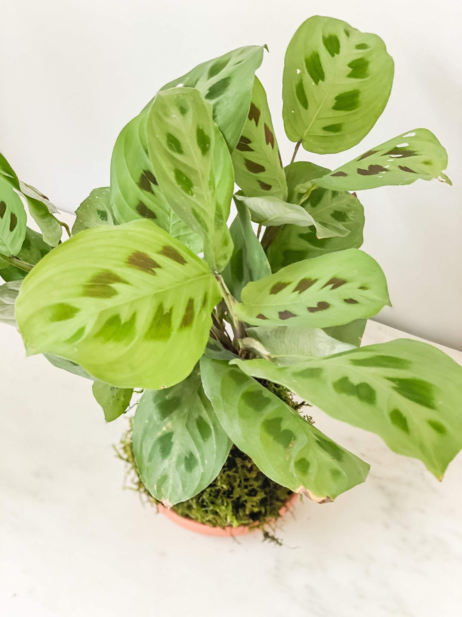 white prayer plant Prayer Plant Kokedama Moss Ball Product – White Stable Farms