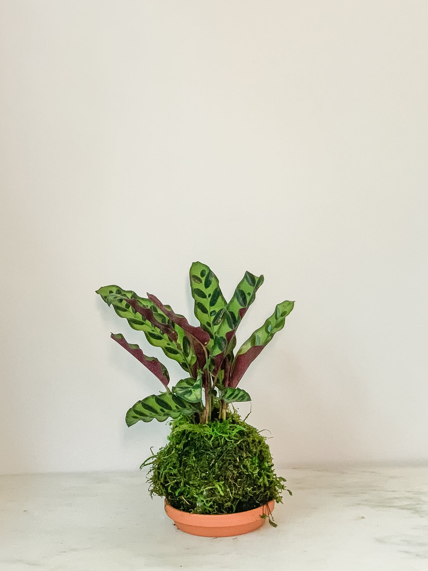 Calathea (Rattlesnake) Kokedama
