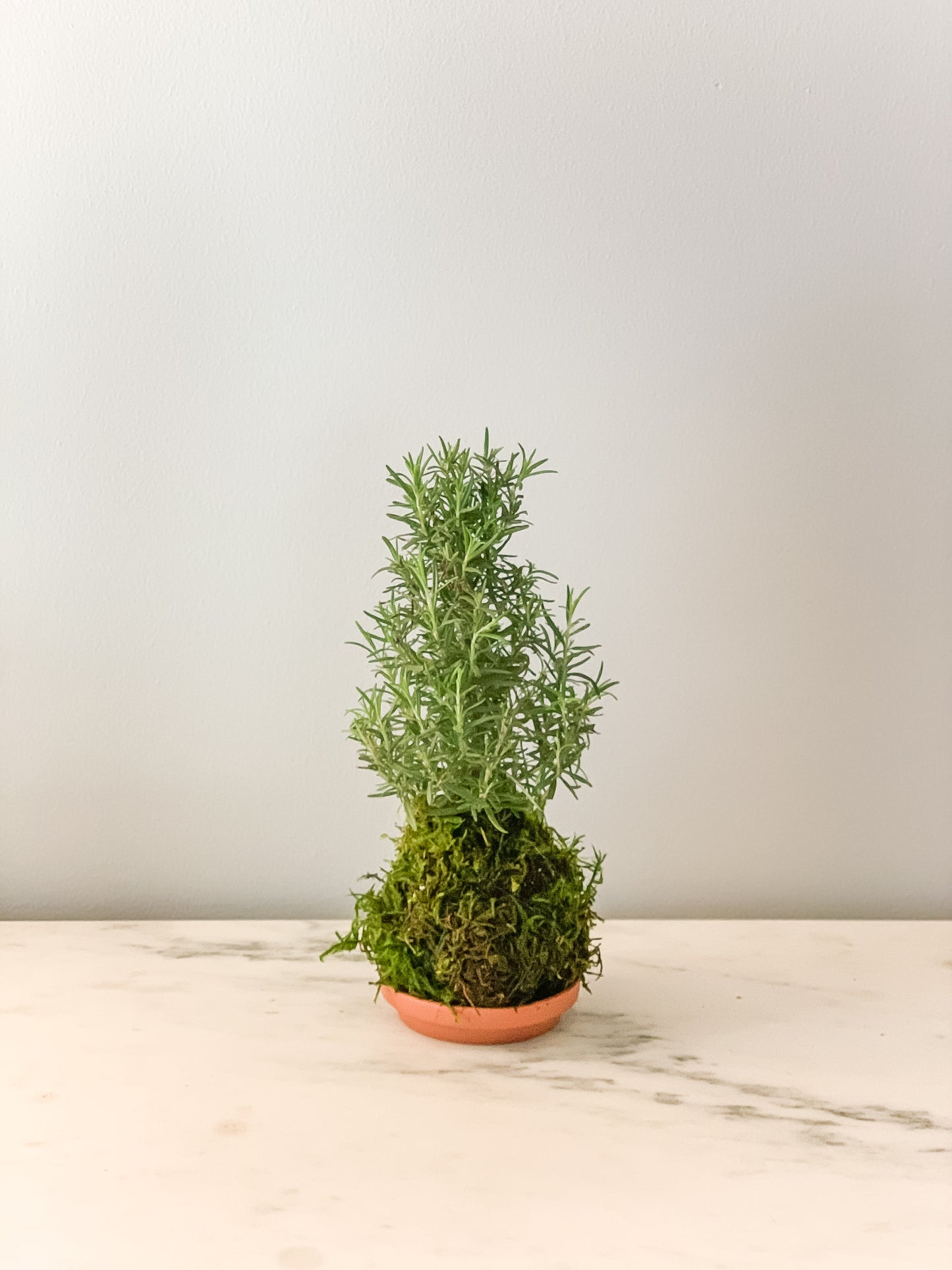PREORDER - Rosemary Kokedama