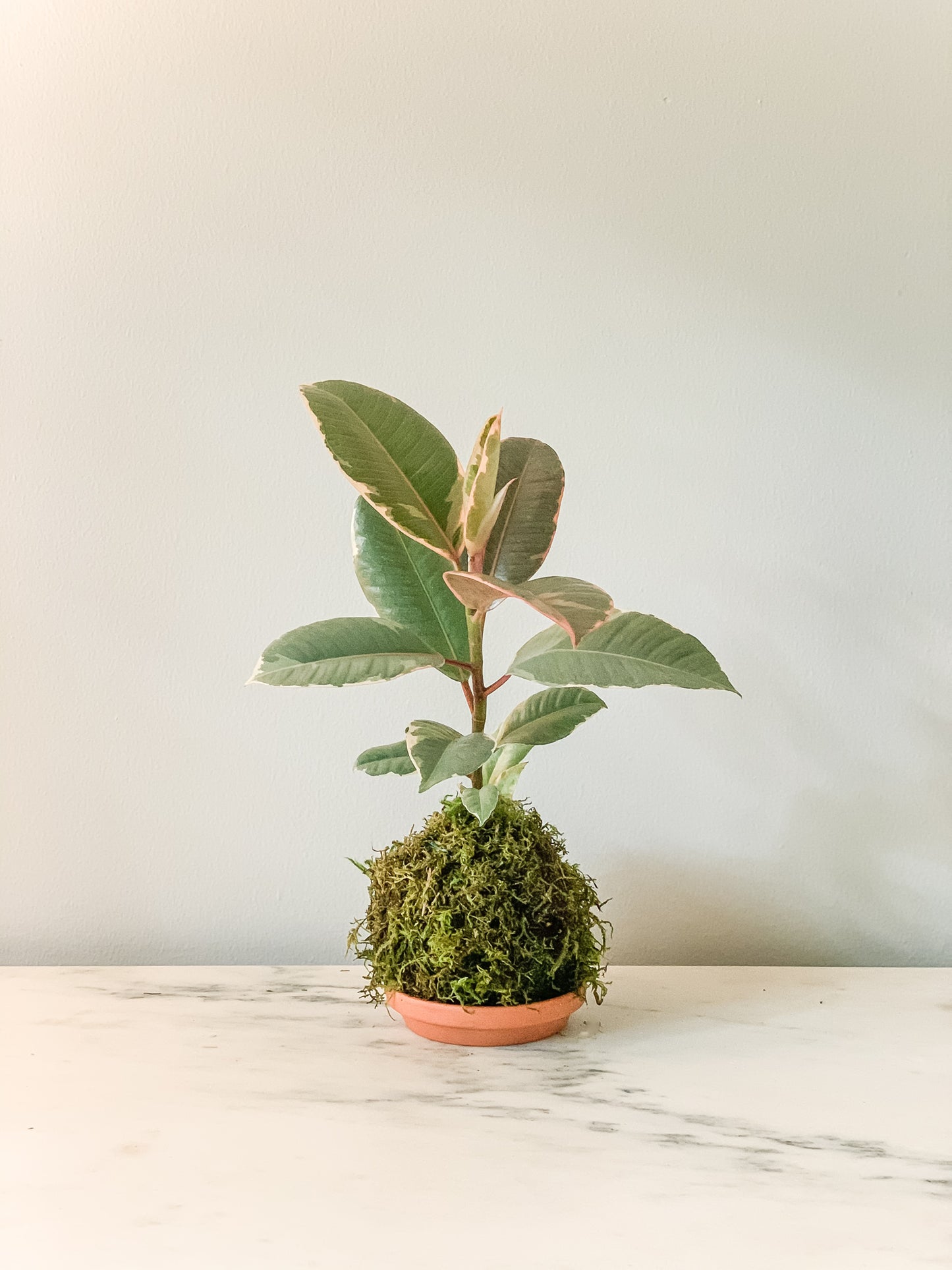 Rubber Plant (Tineke) Variegated or Burgendy Kokedama