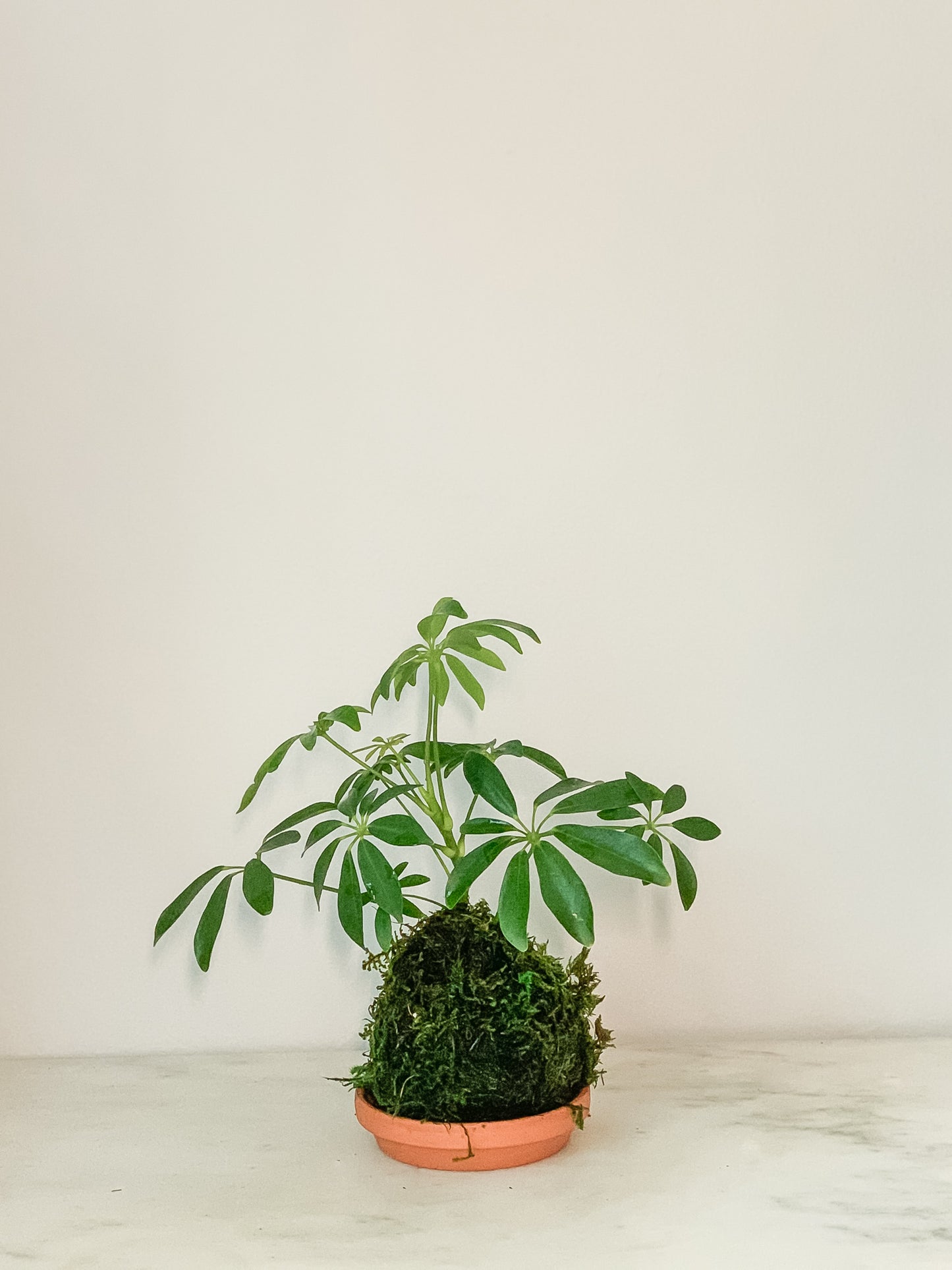 Schefflera Kokedama