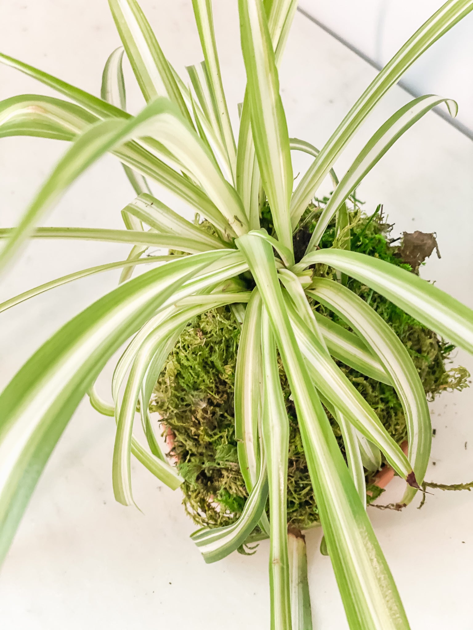 spider moss plant Spider Kokedama