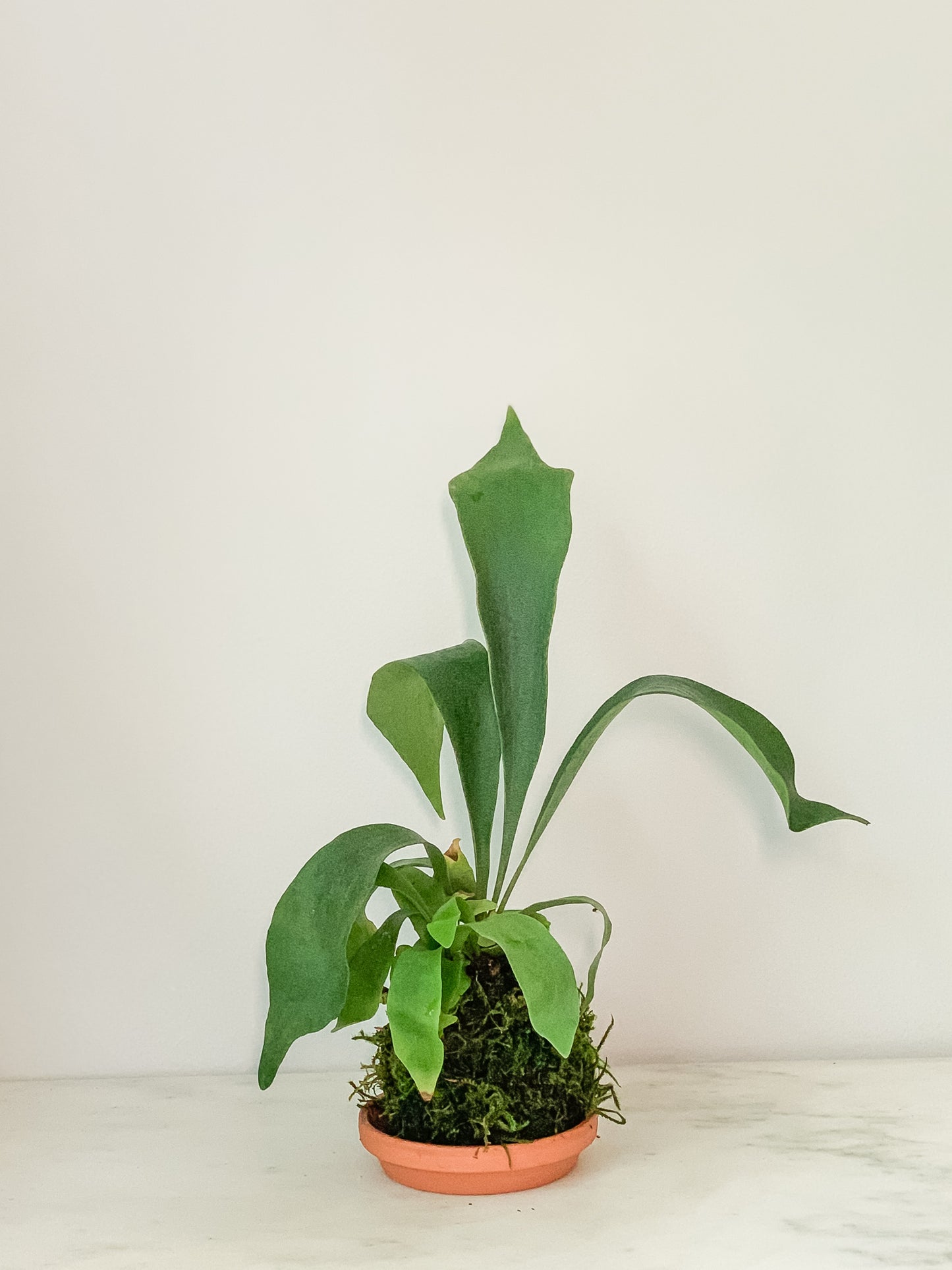Fern Staghorn Kokedama