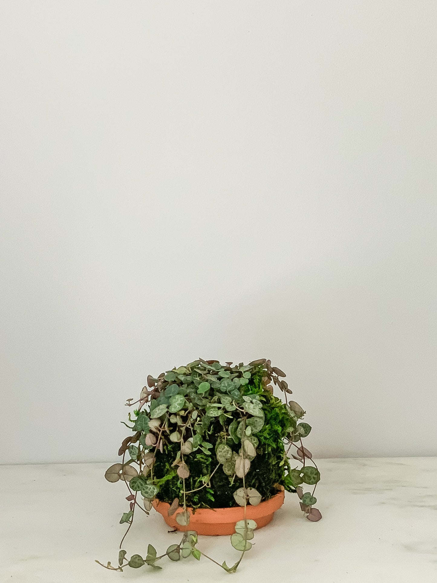 String of Hearts Kokedama