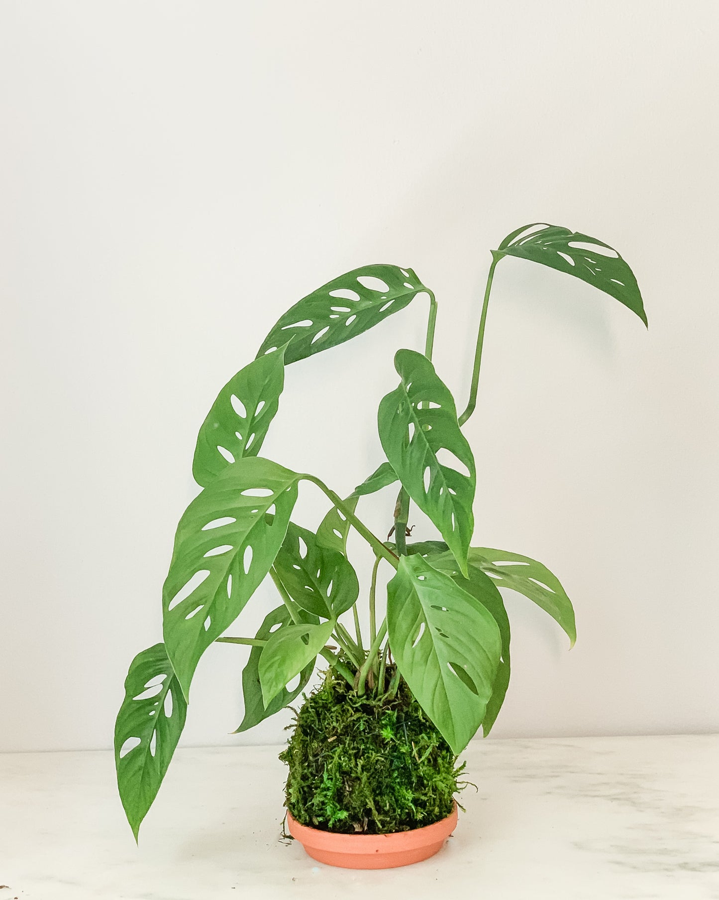 Swiss Cheese Kokedama