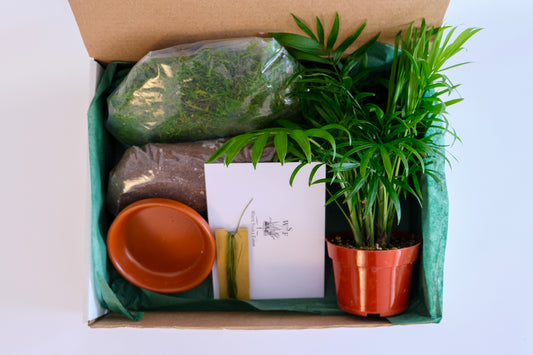 PRE-ORDER - DIY (do it yourself) Kokedama Making Kit